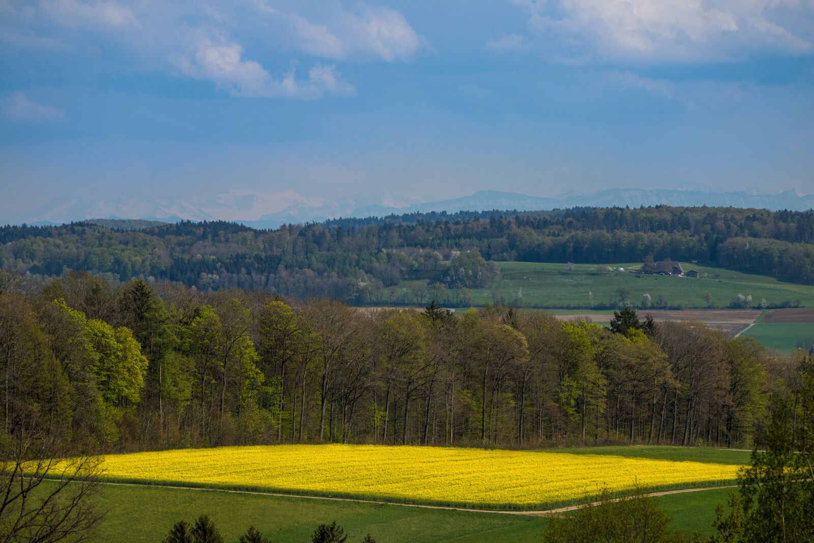 Canon EOS 6D Mark II sample photo. Field, yellow, oilseed rape photography