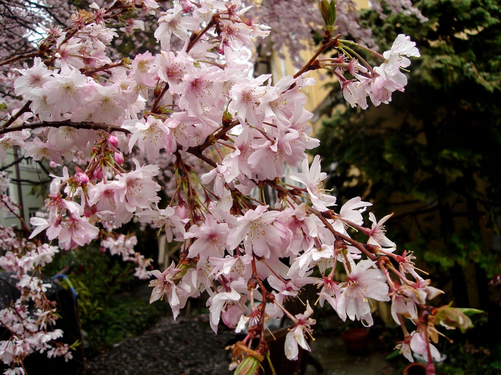 Sony DSC-S600 sample photo. Cherry blossom, nature, delicate photography
