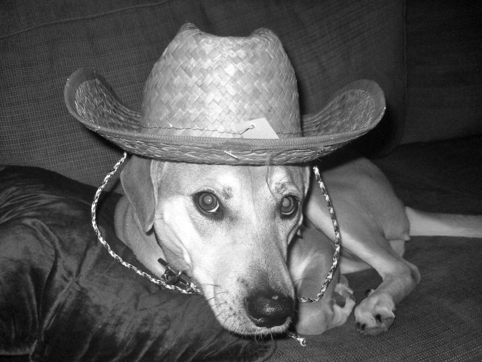 Canon POWERSHOT SD750 sample photo. Dog, sombrero, funny photography