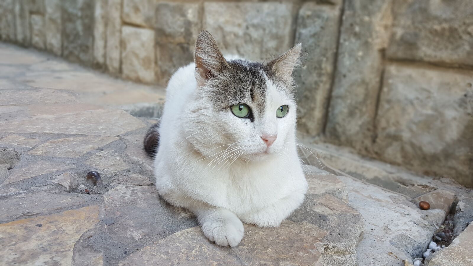 Samsung Galaxy Note5 sample photo. Cat, sitting, pet photography