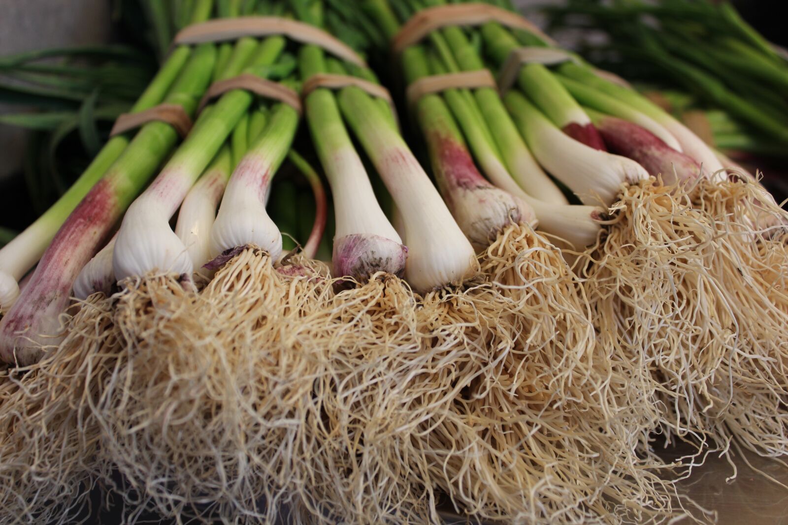 Canon EOS 600D (Rebel EOS T3i / EOS Kiss X5) sample photo. Spring onion, onion, vegetable photography