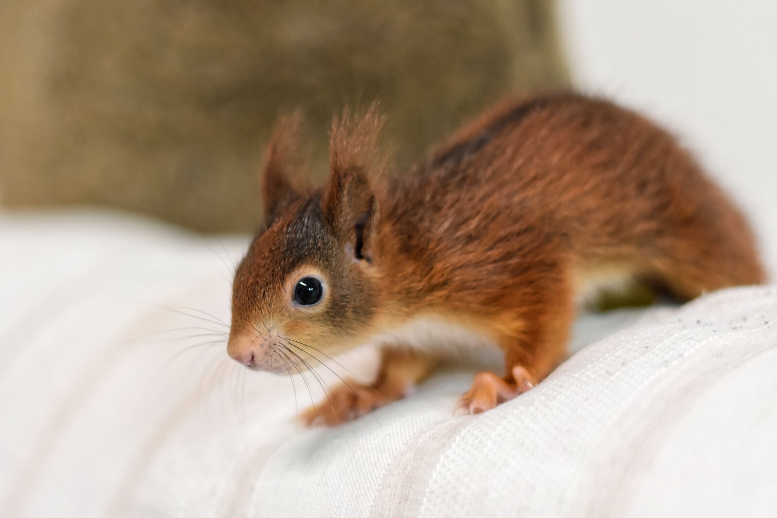 Nikon D7200 sample photo. Squirrel, young animal, small photography