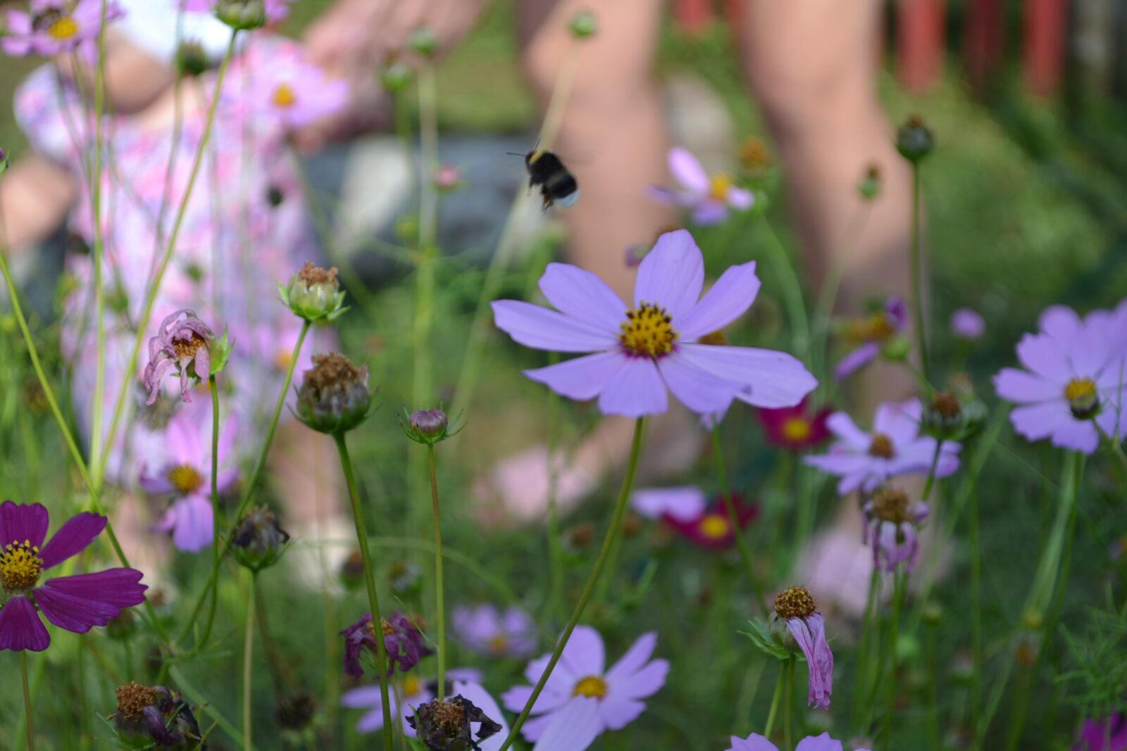 Nikon D3100 sample photo. Bumblebee, child, flowers photography