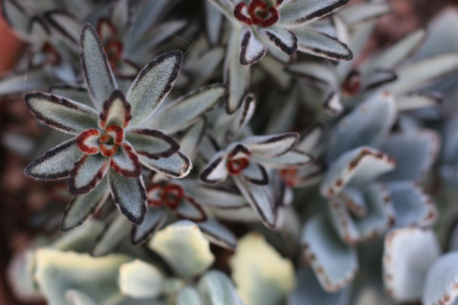 Canon EOS 70D + Canon EF 50mm F1.8 STM sample photo. Flowers, nature, summer photography