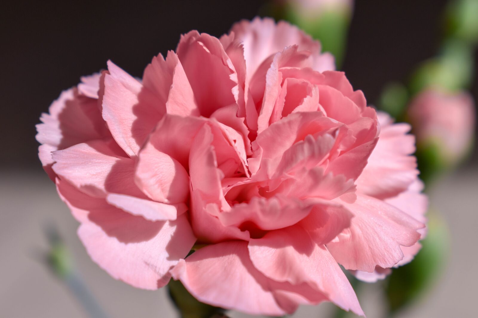 Nikon D3500 sample photo. Carnation, flower, pink photography