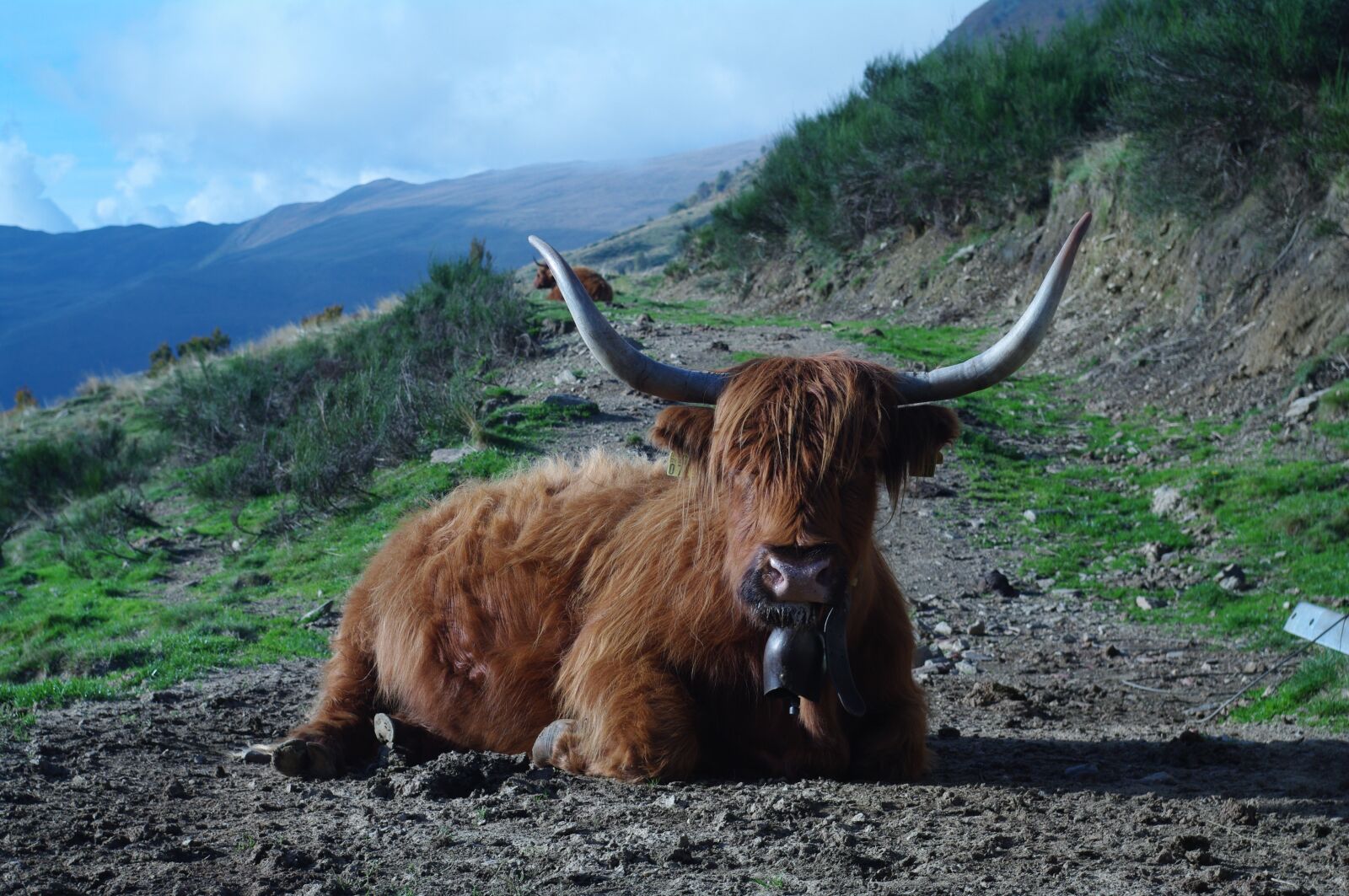 Pentax K20D sample photo. Highland beef, ticino, nature photography