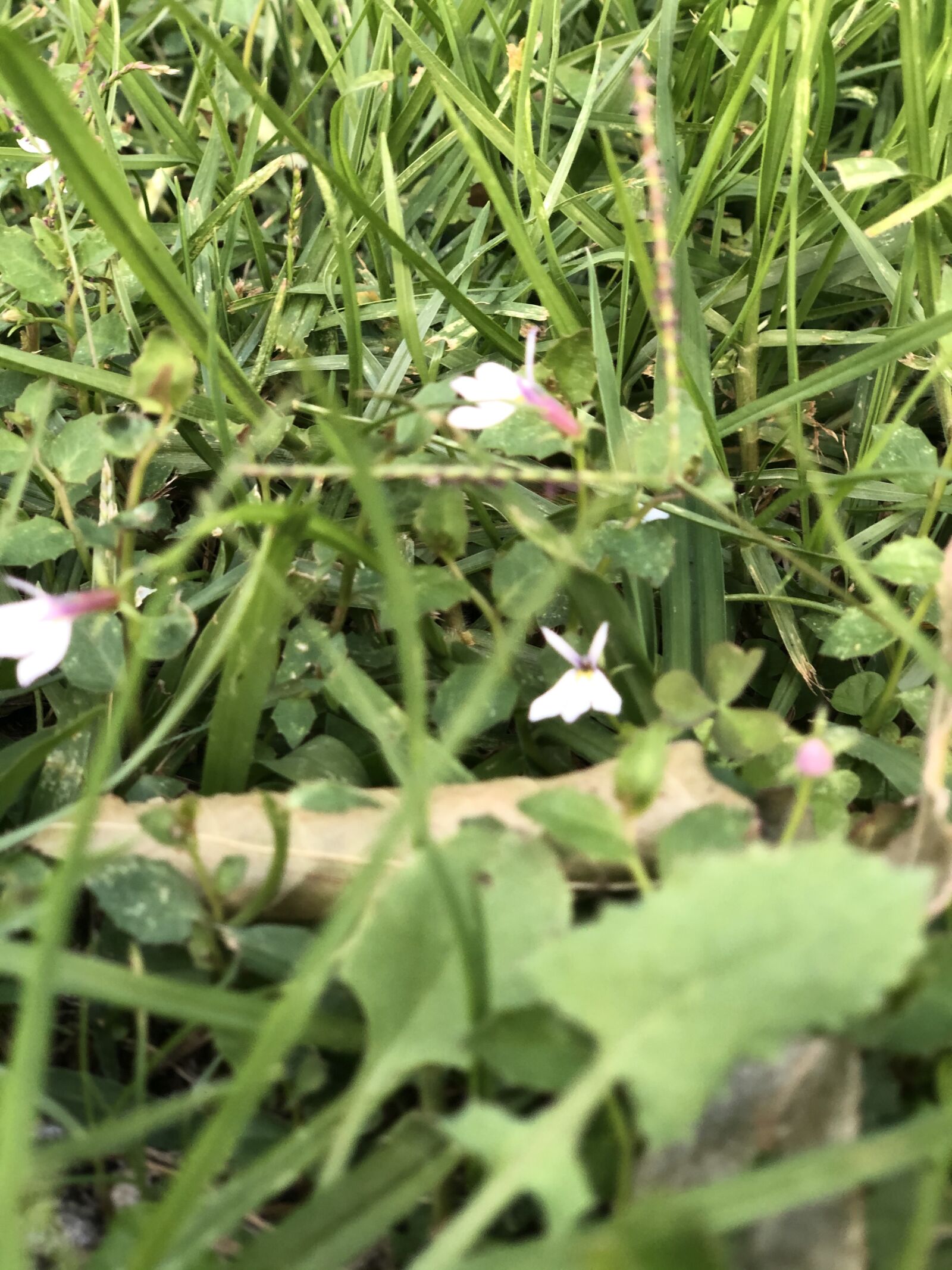 iPhone X back dual camera 6mm f/2.4 sample photo. Leaf, nature, autumn tags photography