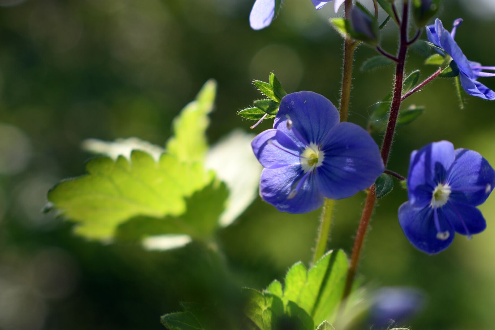 Nikon D3400 sample photo. Flower, flowers, flora photography