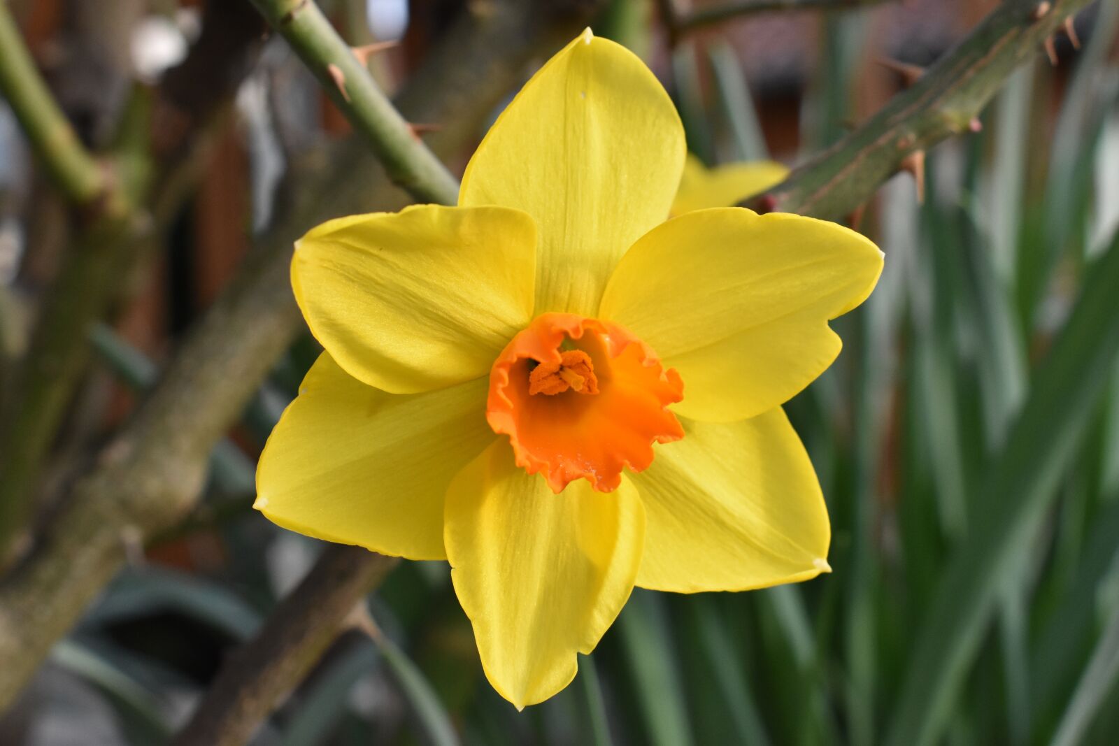 Nikon D3400 sample photo. Flower, garden, spring photography