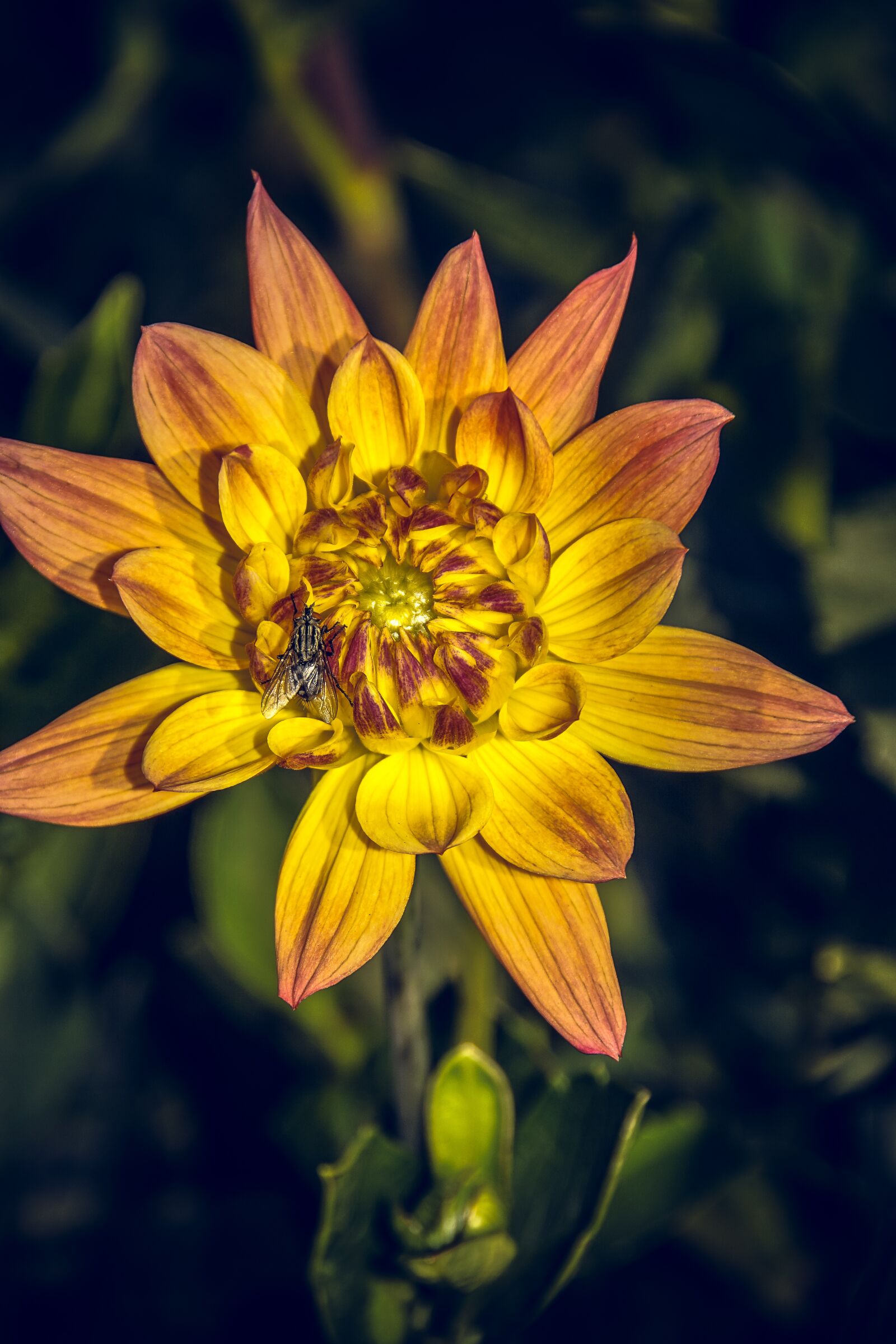 Sony ILCA-77M2 sample photo. Dahlia, blossom, bloom photography