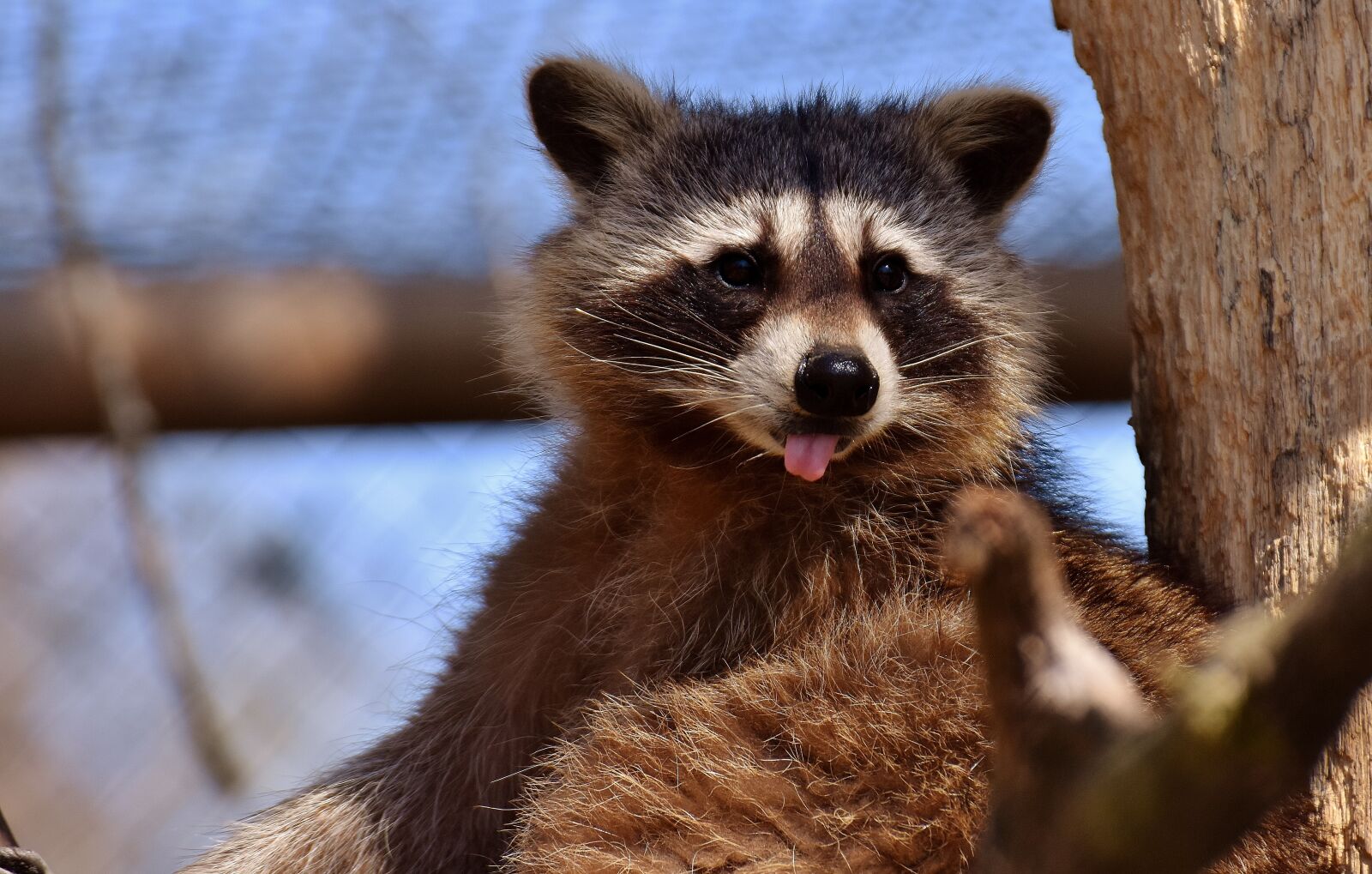 Nikon D7200 sample photo. Raccoon, wild animal, furry photography