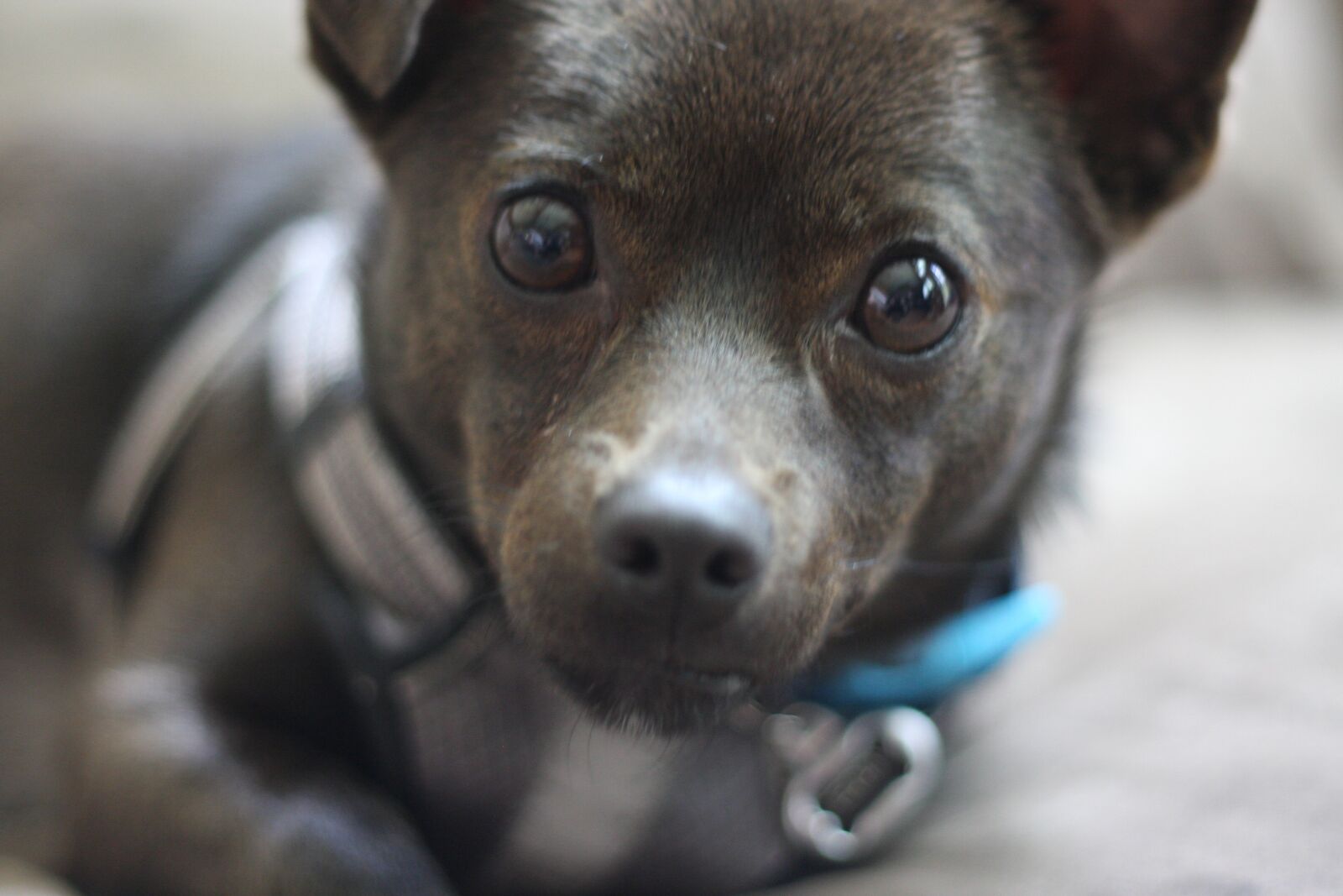 Canon EOS 40D sample photo. Puppy, dog, pet photography