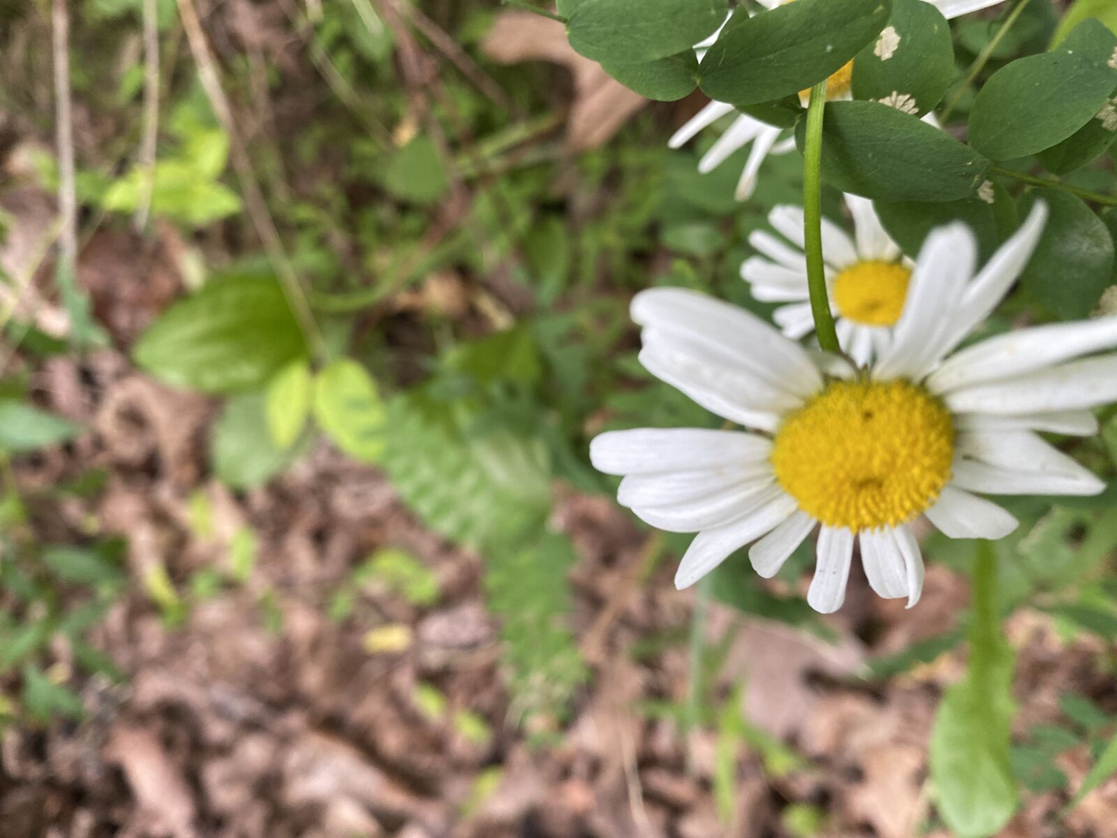 Apple iPhone 11 sample photo. Wild daisy, flower, summer photography