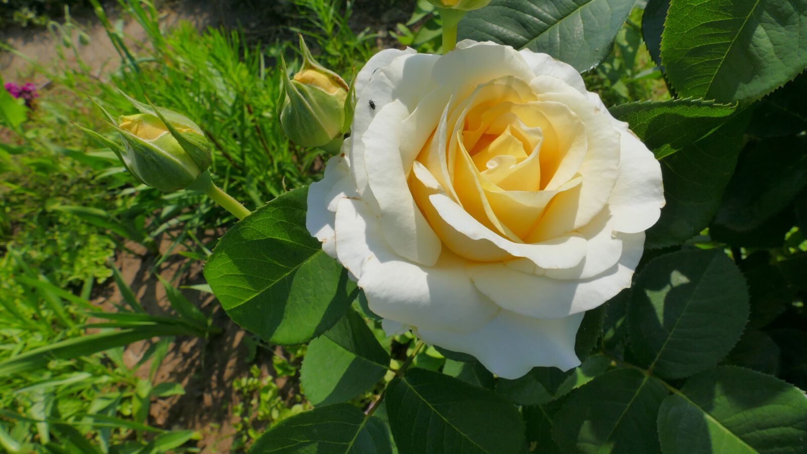 Panasonic Lumix DMC-FZ1000 sample photo. Rose, white, flower photography