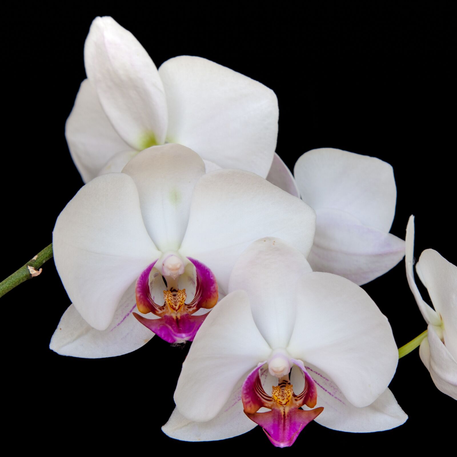 Canon EOS 5D Mark II sample photo. Orchid, blossom, bloom photography