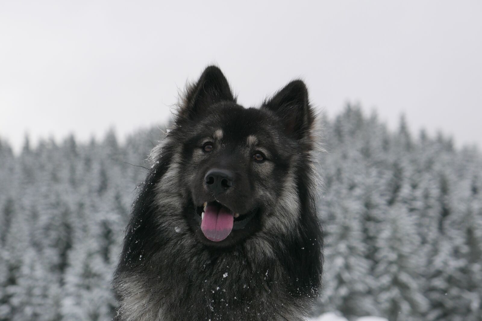 Panasonic Lumix DMC-LX100 sample photo. Dog, winter, forest photography