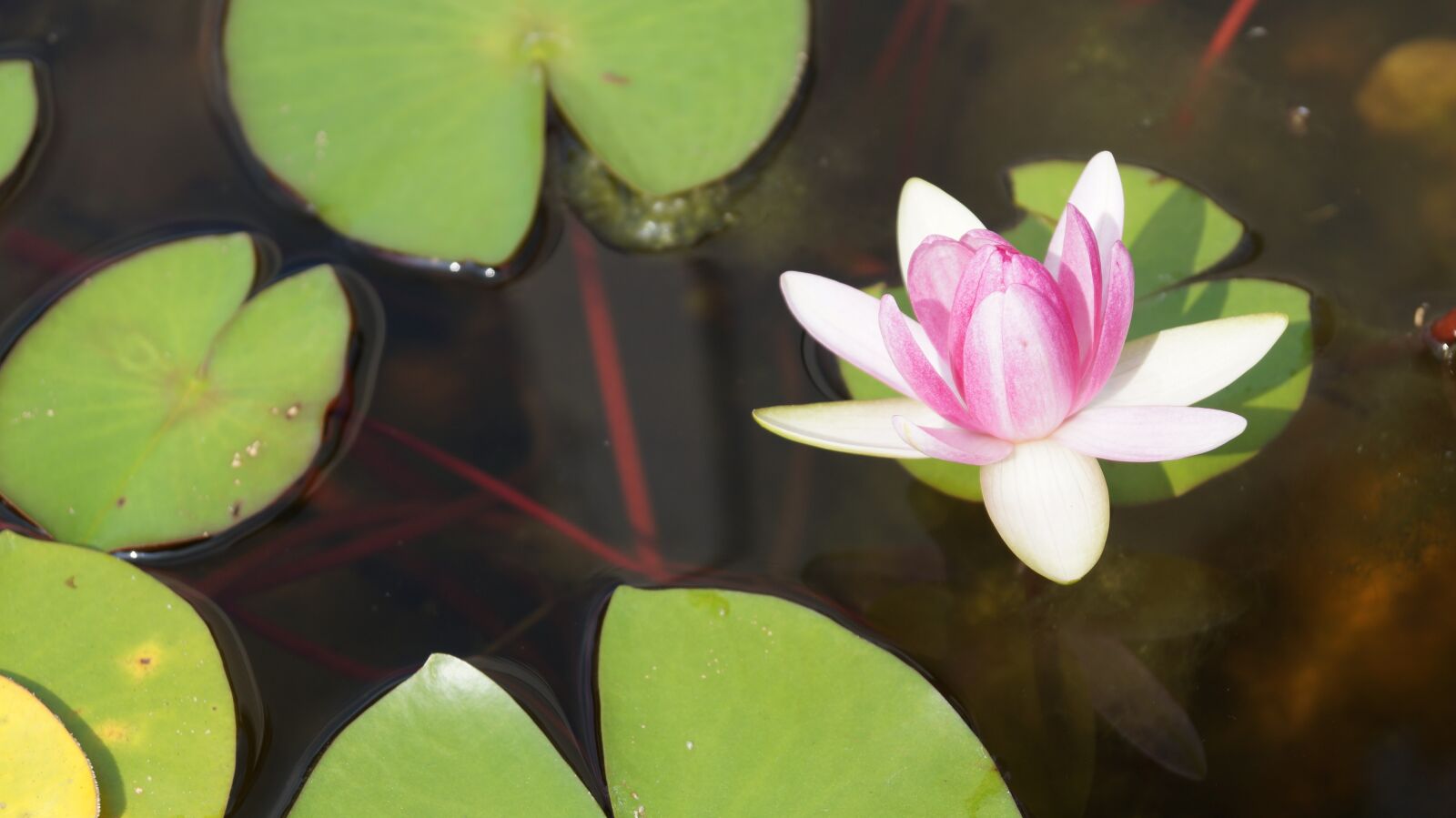 Sony DT 18-55mm F3.5-5.6 SAM II sample photo. Flower nature, lotus, plant photography