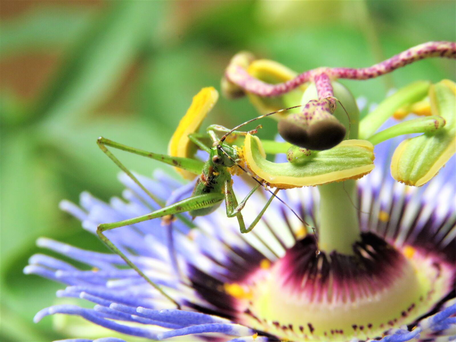 Canon PowerShot SX60 HS sample photo. Insect, grasshopper, passion flower photography
