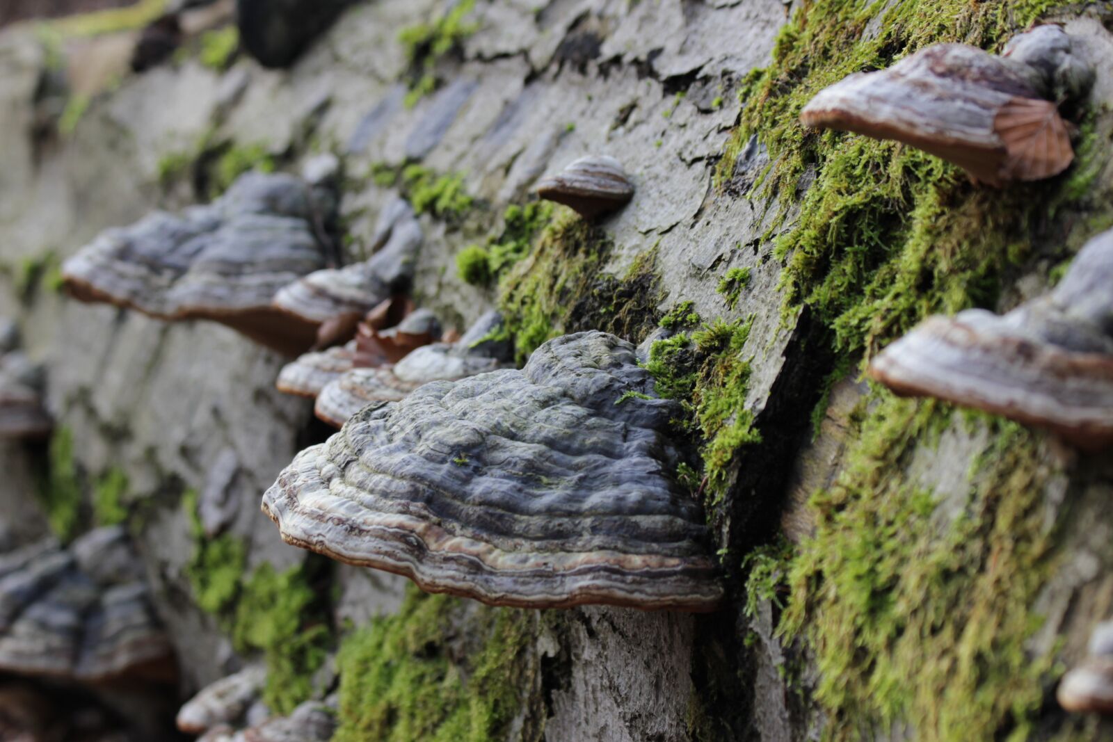 Canon EOS 550D (EOS Rebel T2i / EOS Kiss X4) sample photo. Tree, tree fungus, beech photography