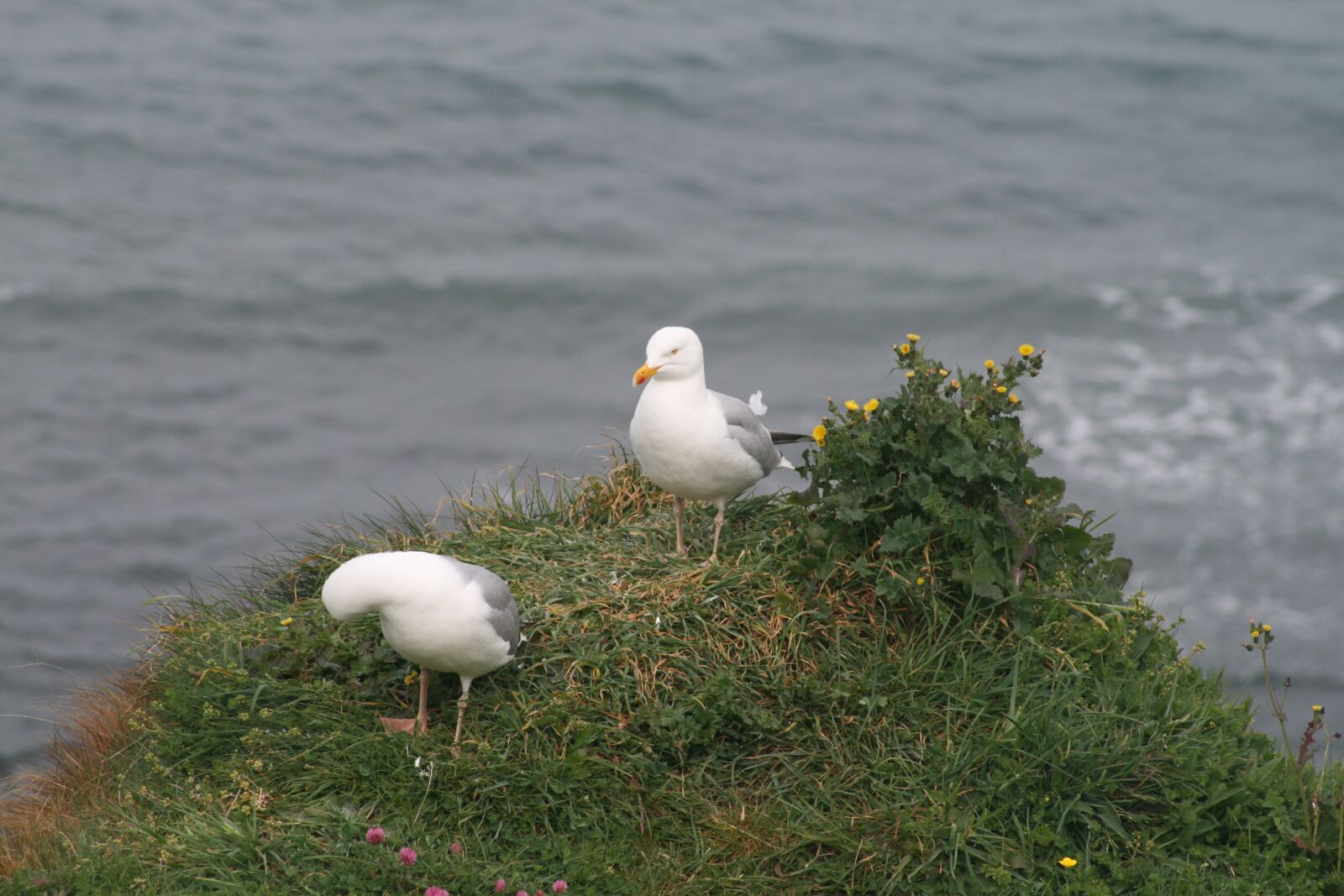 Canon EOS 400D (EOS Digital Rebel XTi / EOS Kiss Digital X) sample photo. Seagull, bird, seabird photography