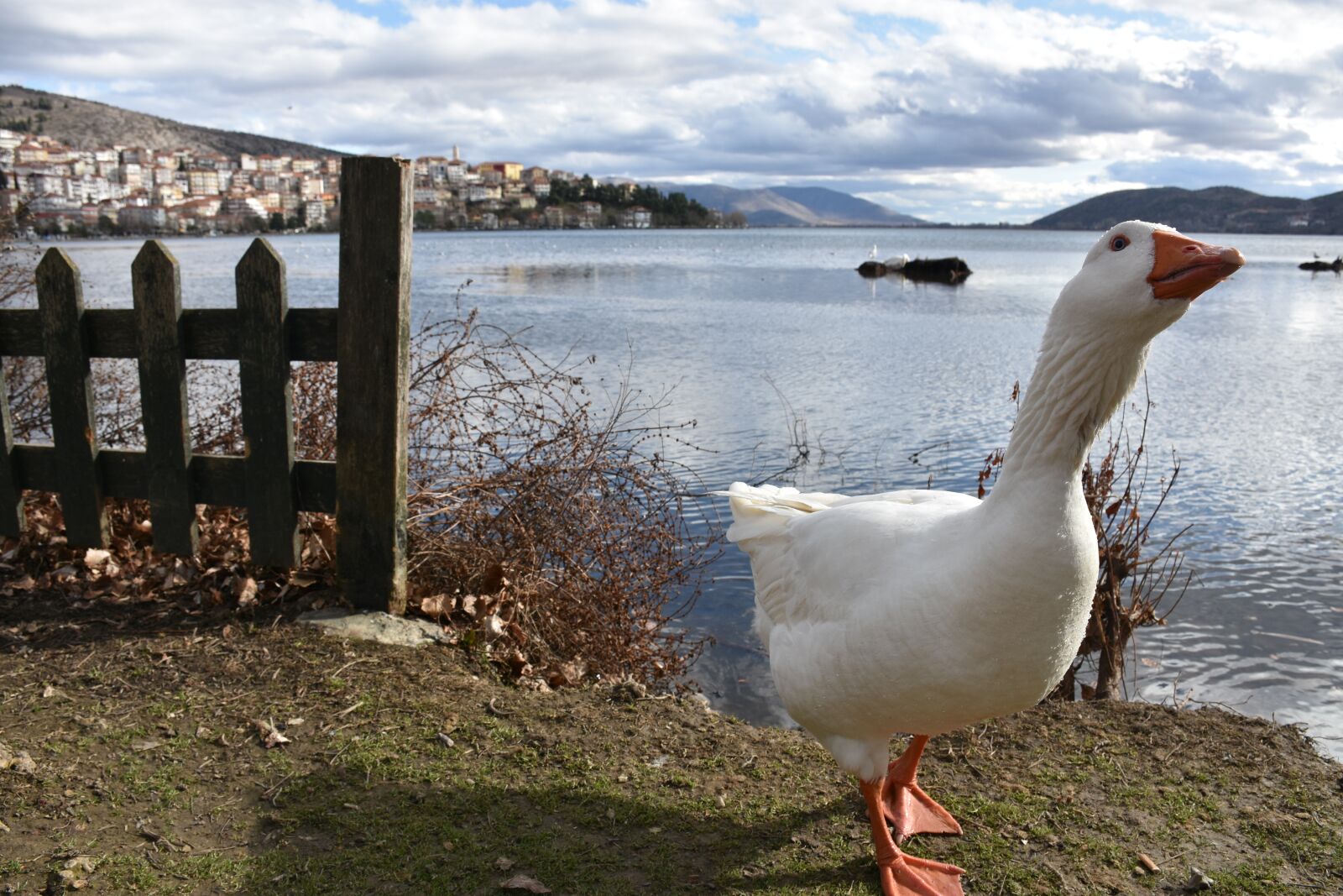 Nikon D7200 sample photo. Kastoria, duck, greece photography