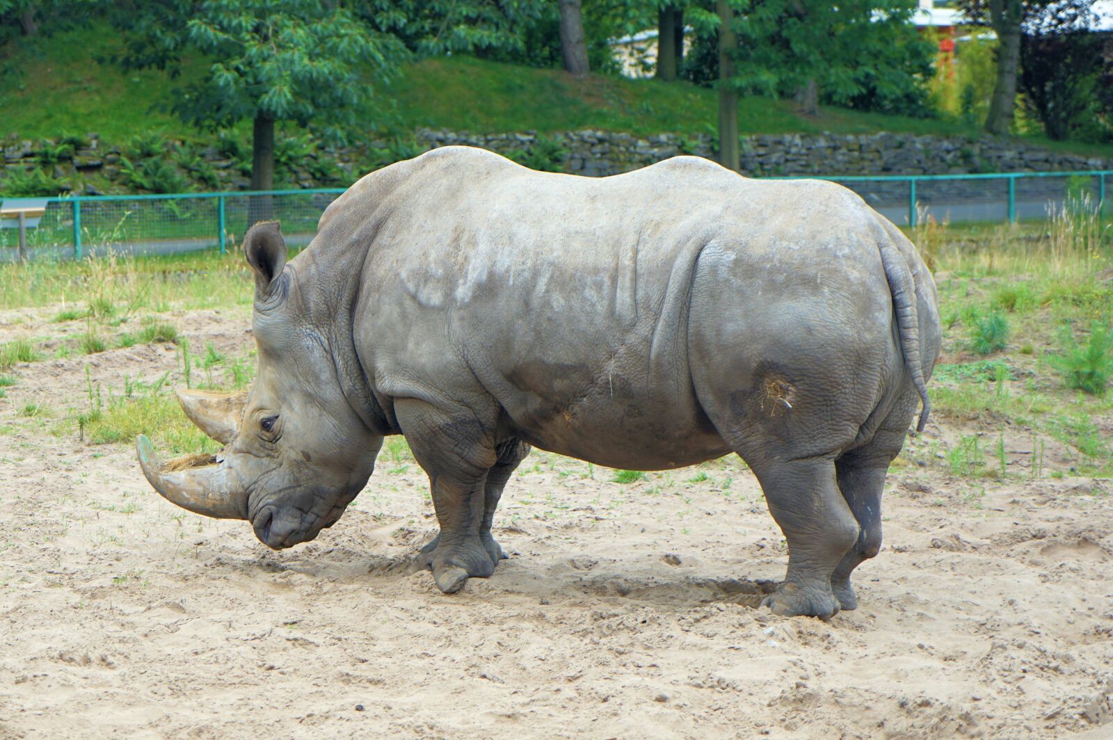Sony a7 II sample photo. Rhino, animal, horn photography