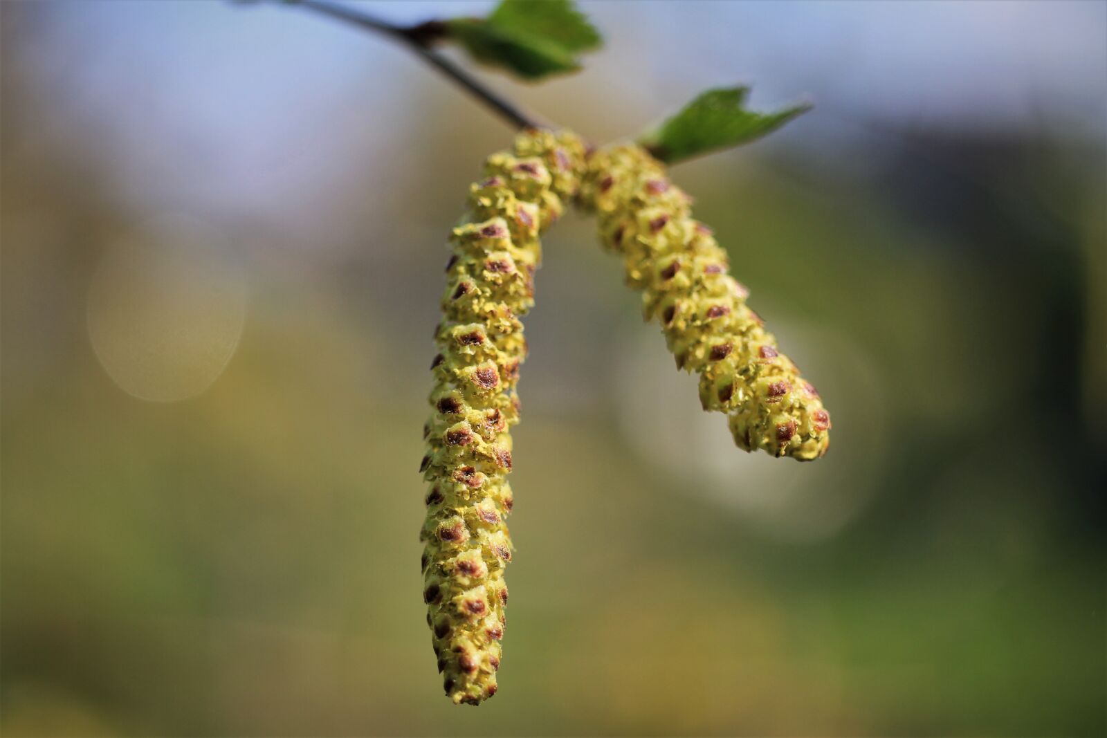 Canon EOS 7D sample photo. Birch, seeds, blossom photography
