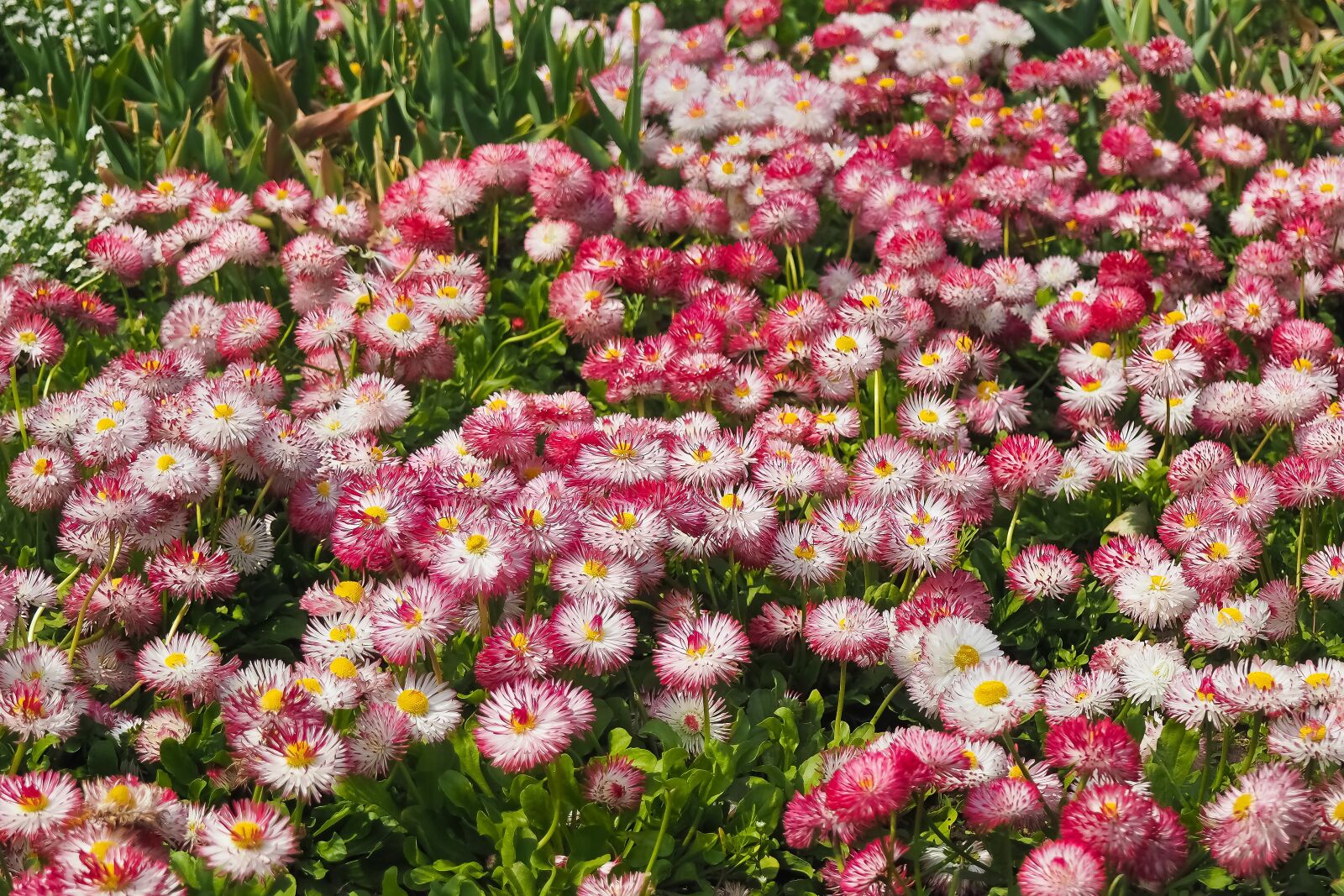 Olympus OM-D E-M10 sample photo. Flowers, daisies, plant photography