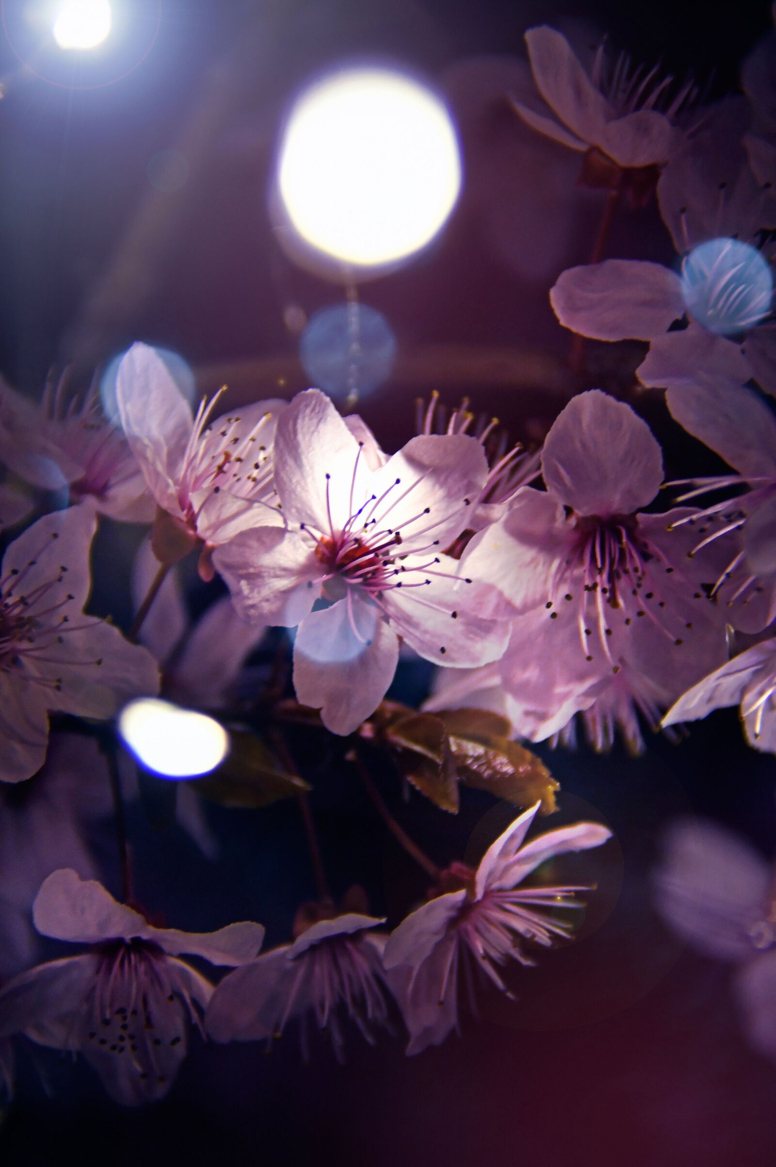 Nikon D3200 sample photo. Spring, petal, blooms at photography
