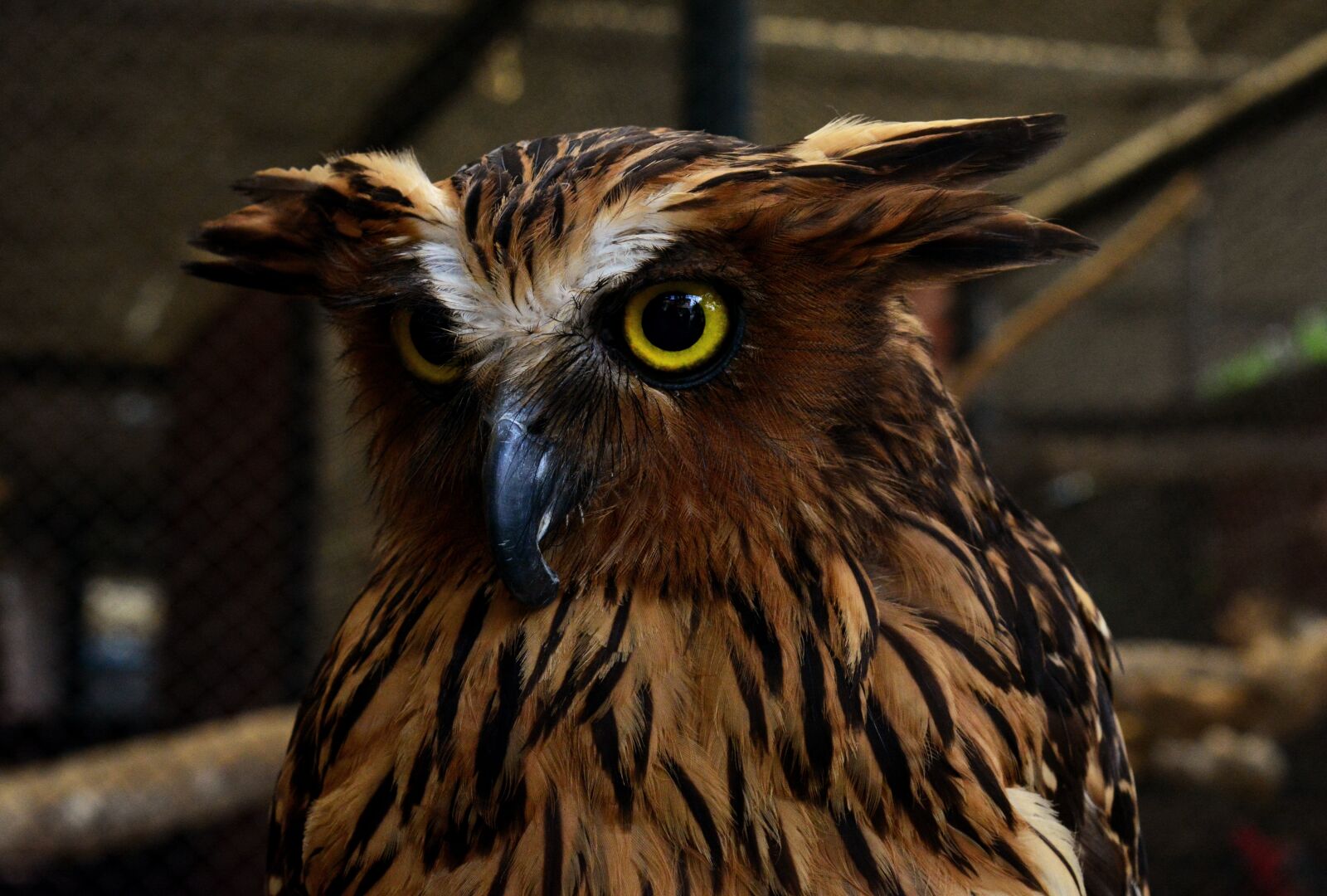 Nikon D5200 sample photo. Owl, brown, bird photography