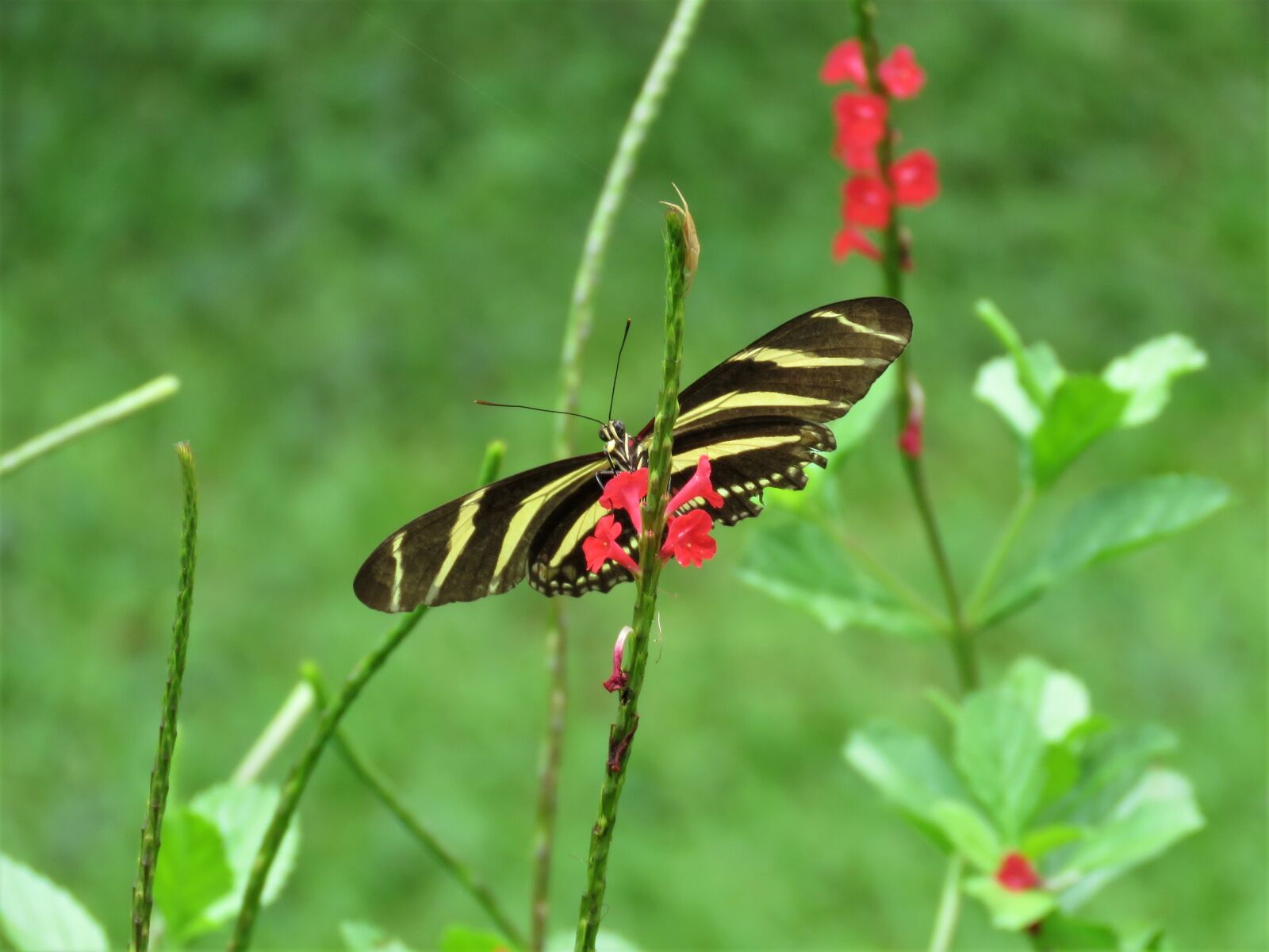 Canon PowerShot SX60 HS sample photo. Butterfly, flower garden, tropical photography
