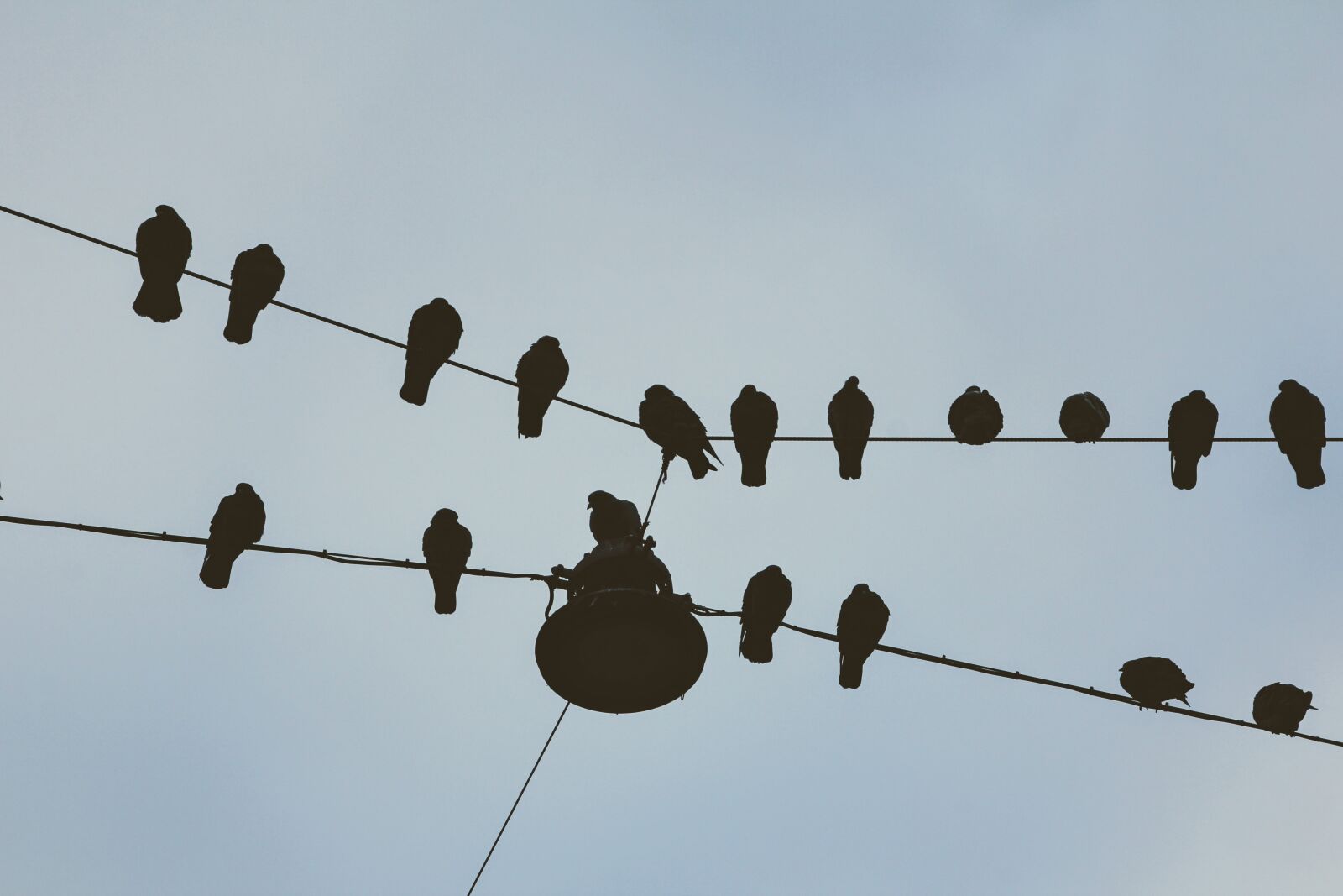 Canon EOS 60D sample photo. Pigeons, dirt, sit photography