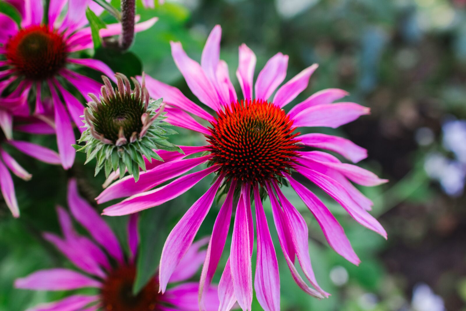 Canon EOS 60D sample photo. Echinacea purpurea, echinacea, flower photography