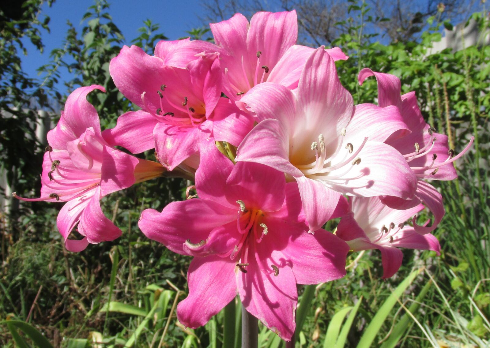 Canon PowerShot SX170 IS sample photo. Flower, belladonna, lily photography