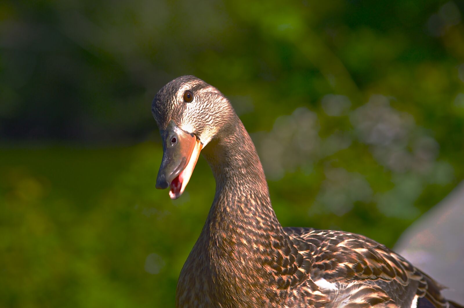 Pentax K-x sample photo. Female mallard, duck, curious photography