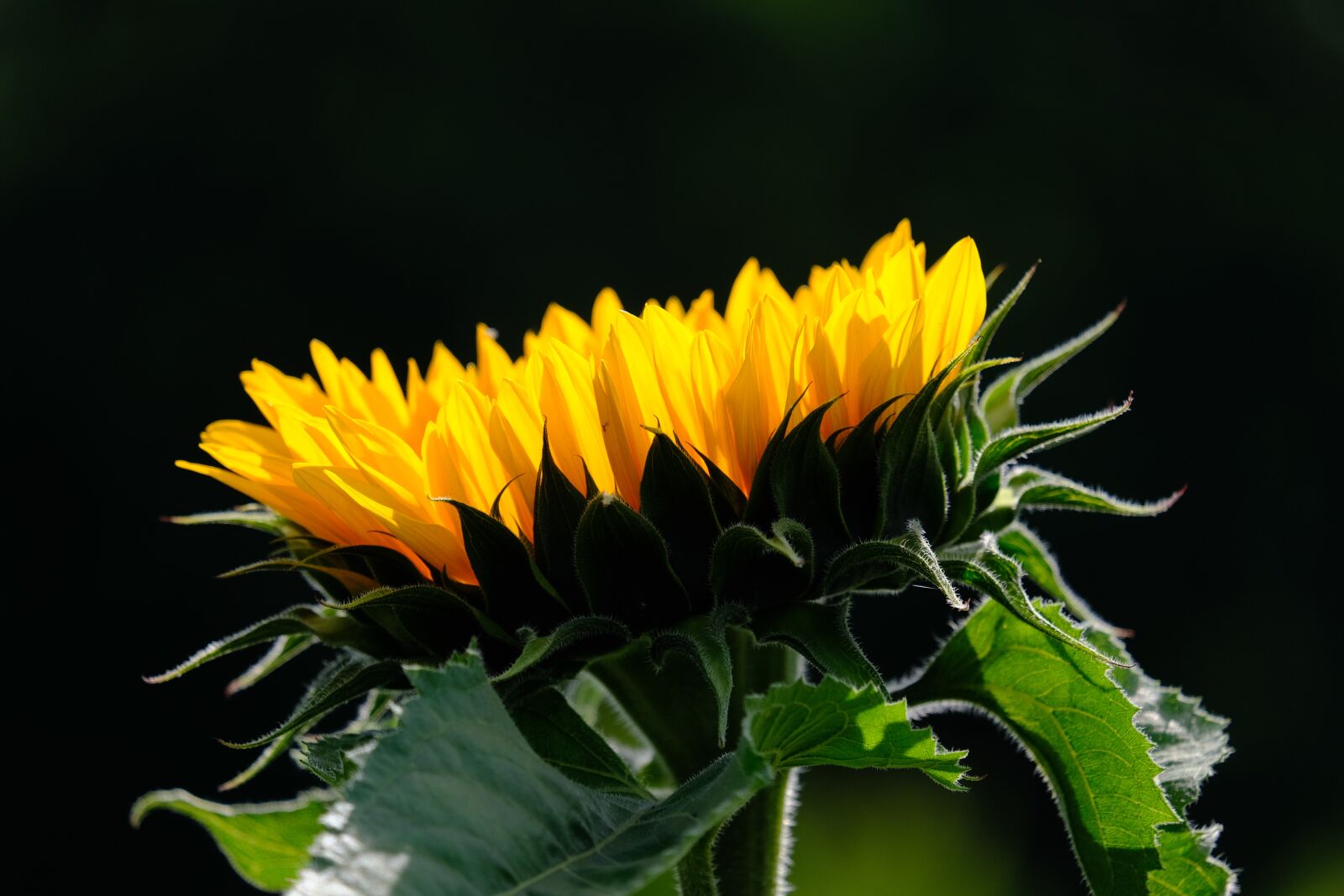 Fujifilm X-T3 sample photo. Sunflower, flower, yellow photography