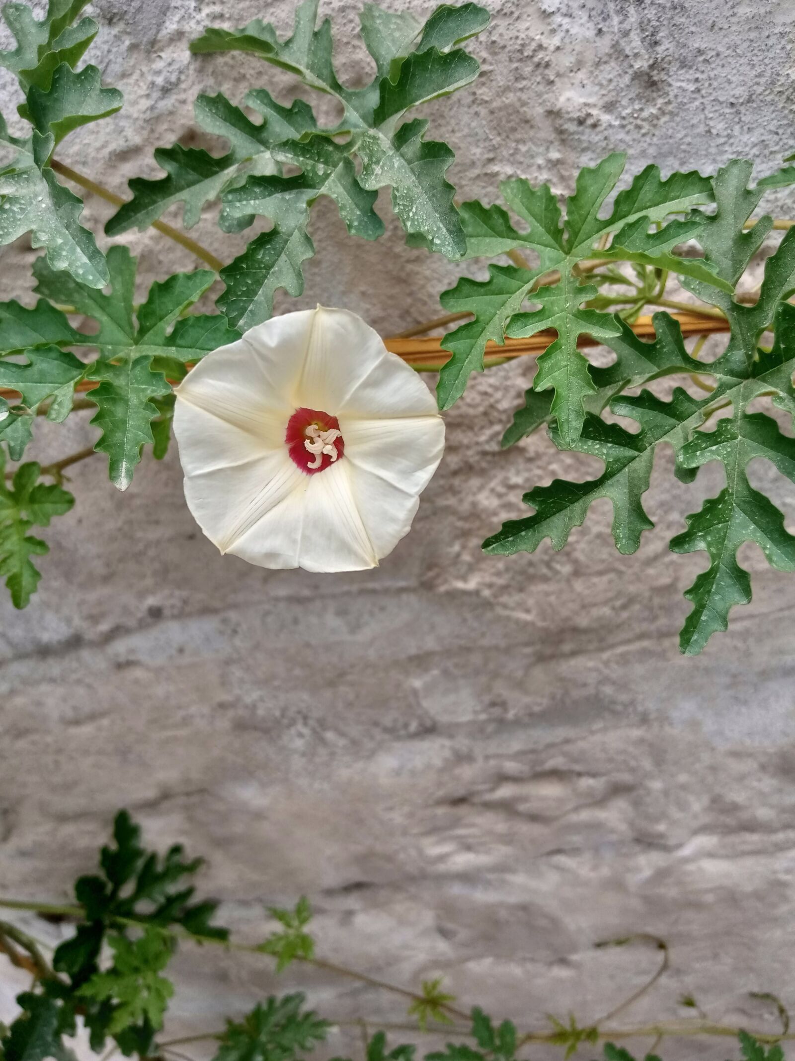 INFINIX MOBILITY LIMITED Infinix X650C sample photo. White flower, natural, beauty photography