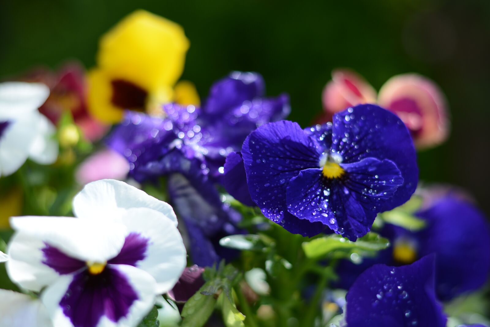 Nikon D7100 sample photo. Pansy, water, plant photography