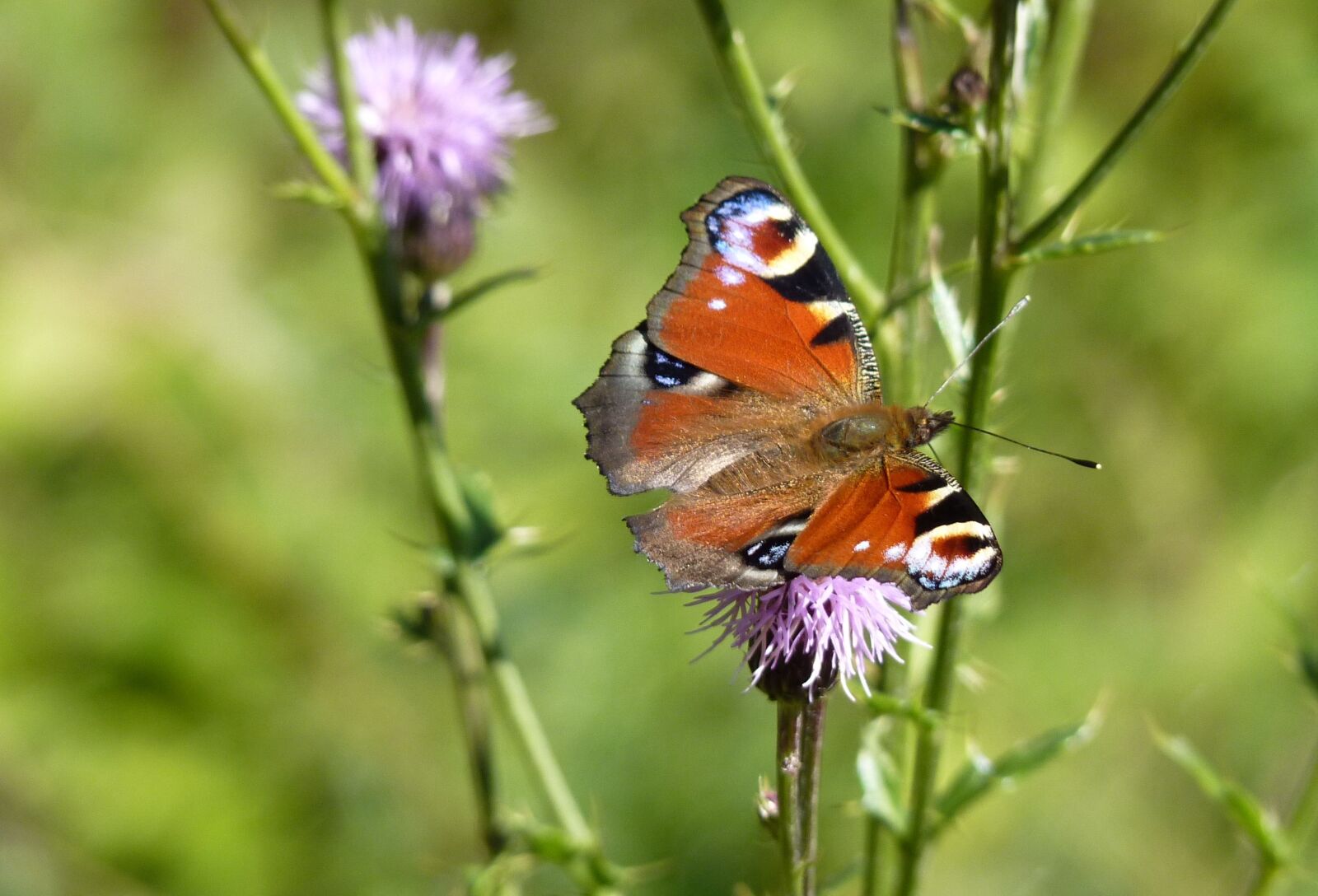 Panasonic Lumix DMC-FZ35 (Lumix DMC-FZ38) sample photo. Peacock, butterfly, flower photography
