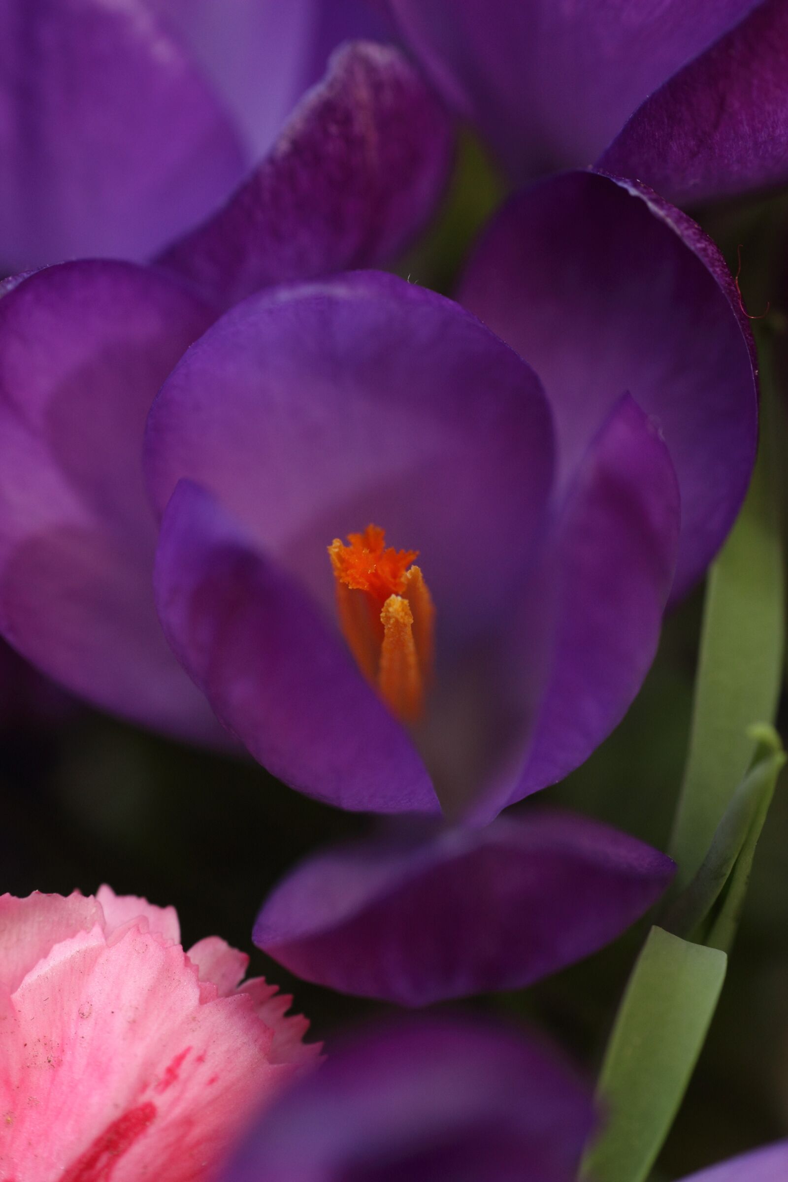 Canon EOS 600D (Rebel EOS T3i / EOS Kiss X5) + Canon EF 50mm F1.8 II sample photo. Flower, spring, seedling photography