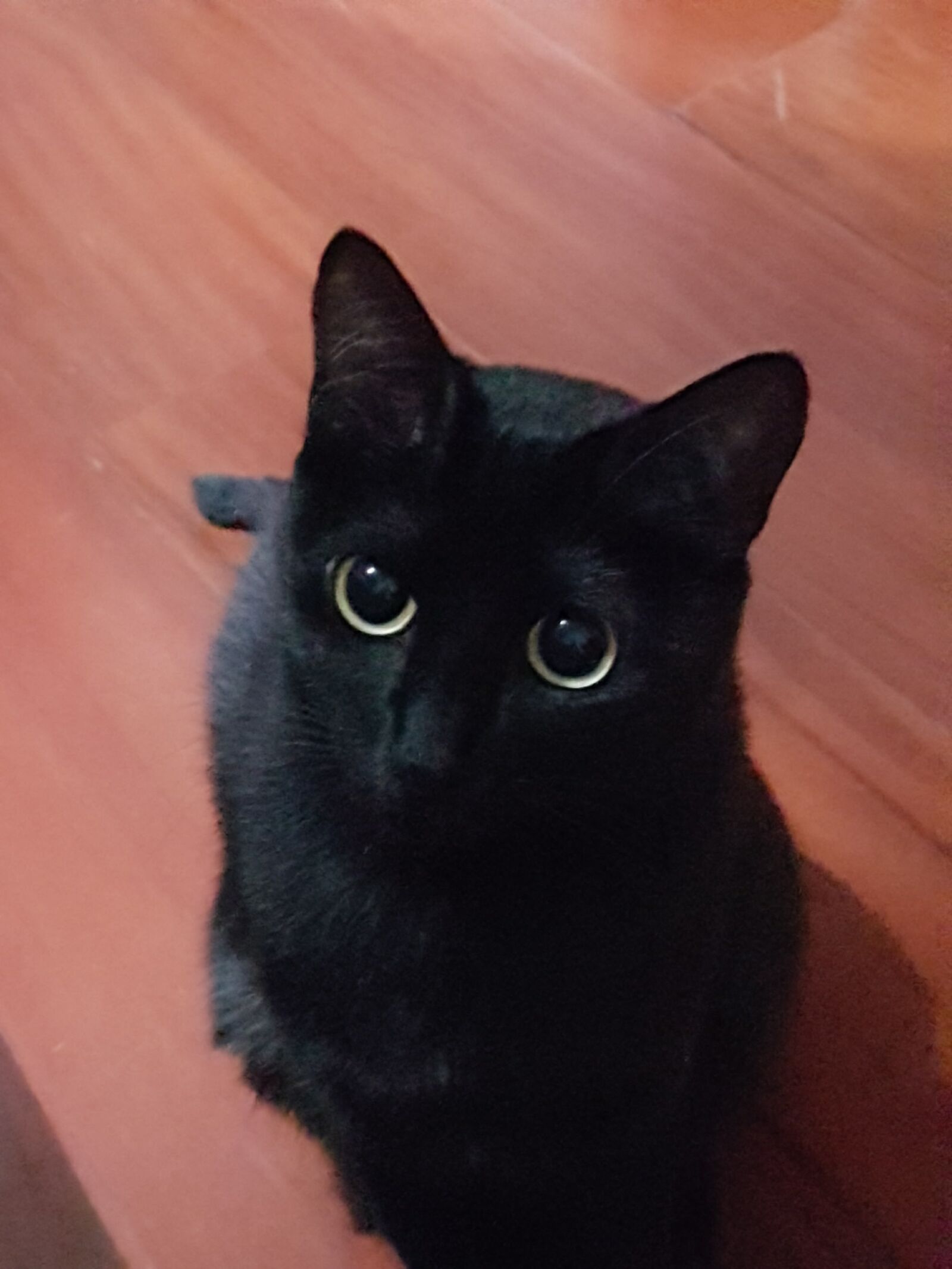 Samsung Galaxy S7 Edge sample photo. Black, cat, cat, eyes photography