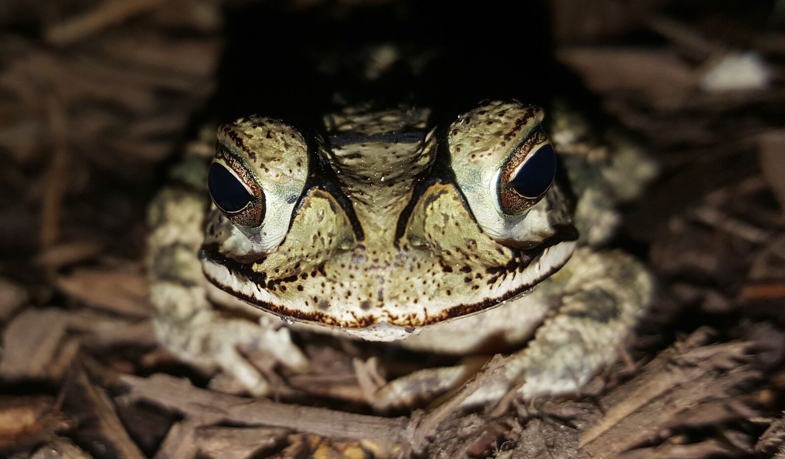 Samsung Galaxy Note5 sample photo. Toad, gulf coast toad photography