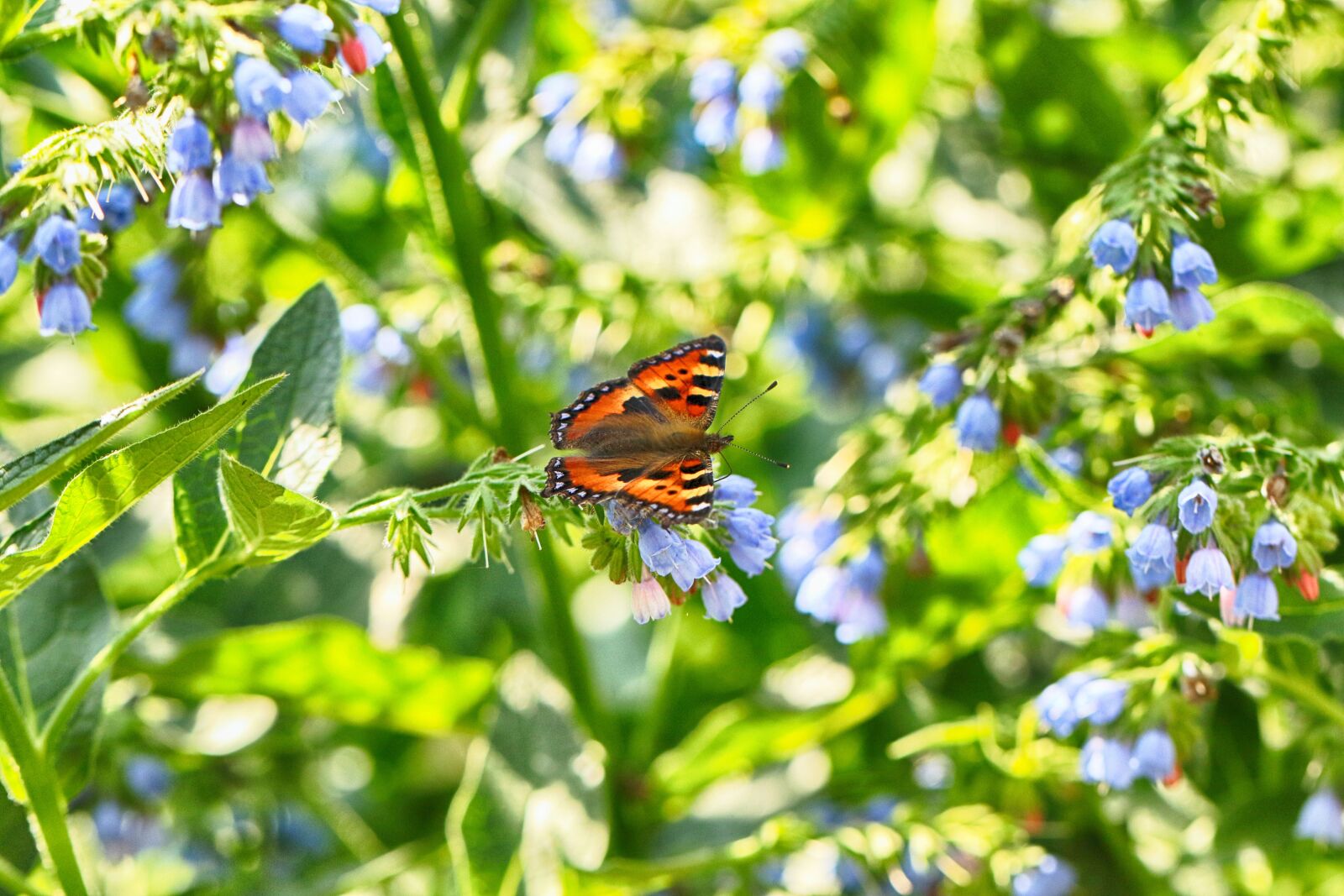 Canon EOS 7D Mark II sample photo. Butterfly, nature, flower photography