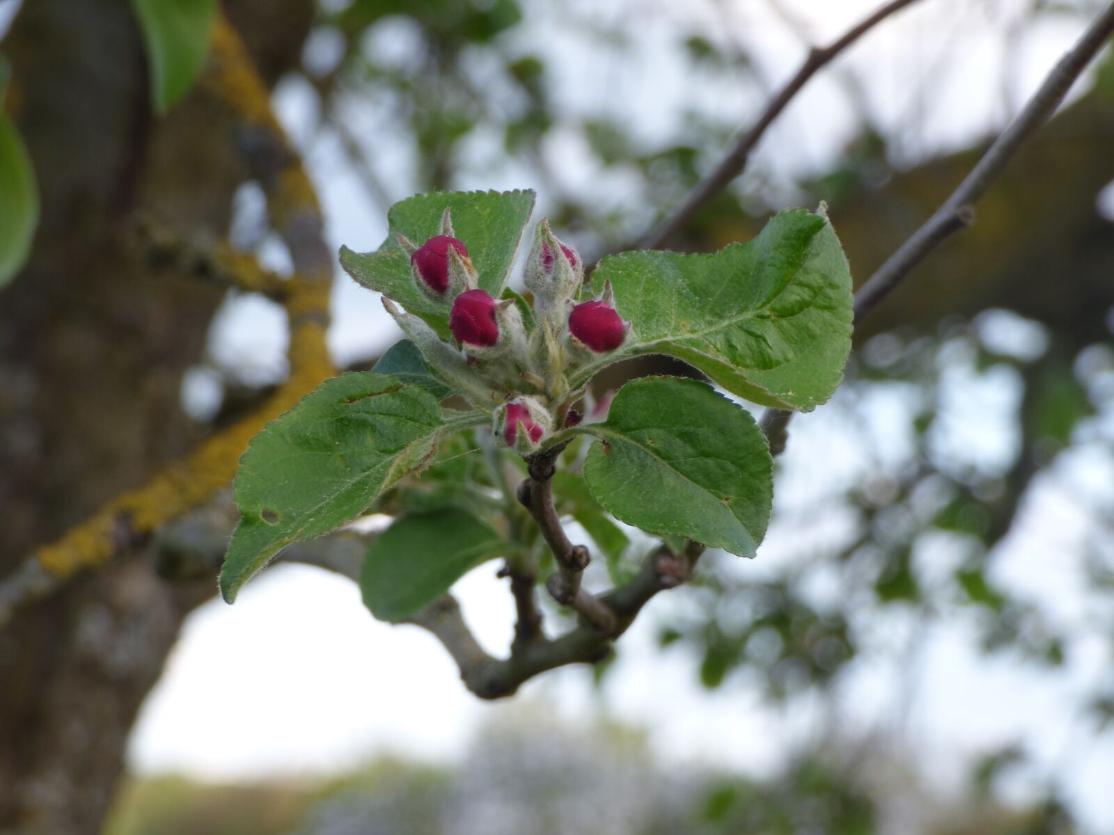 Panasonic DMC-FZ72 sample photo. Apple blossom, blossom, bloom photography
