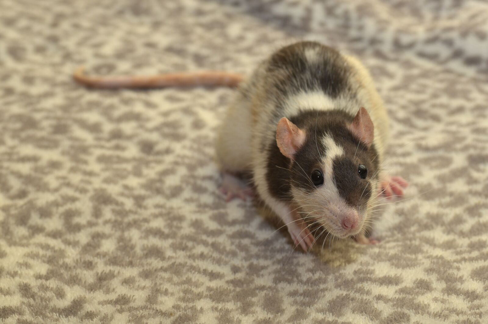 Nikon D750 sample photo. Rat, color rat, rodent photography
