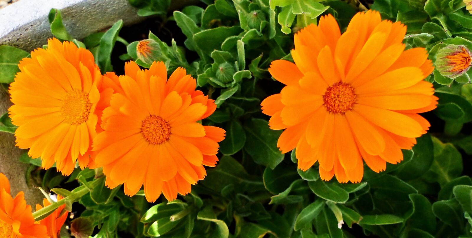 Panasonic Lumix DMC-FZ200 sample photo. Flower, plant, nature photography