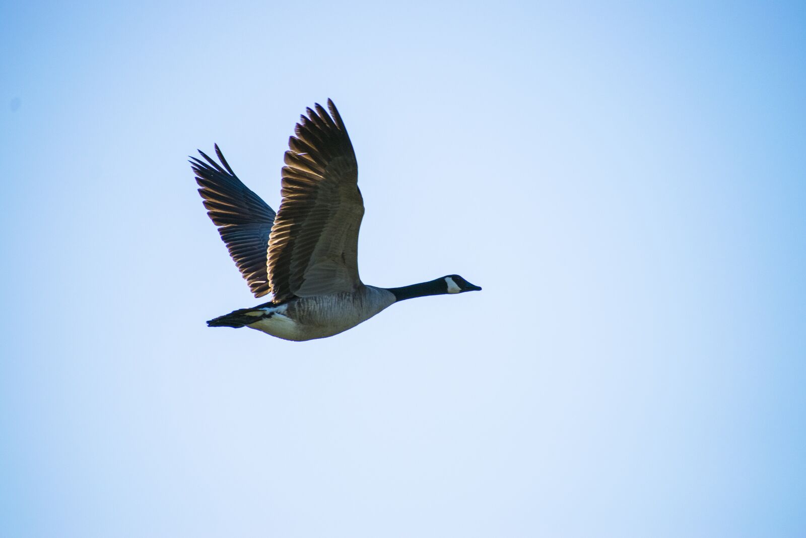 Nikon D5300 sample photo. Canadian goose, in flight photography