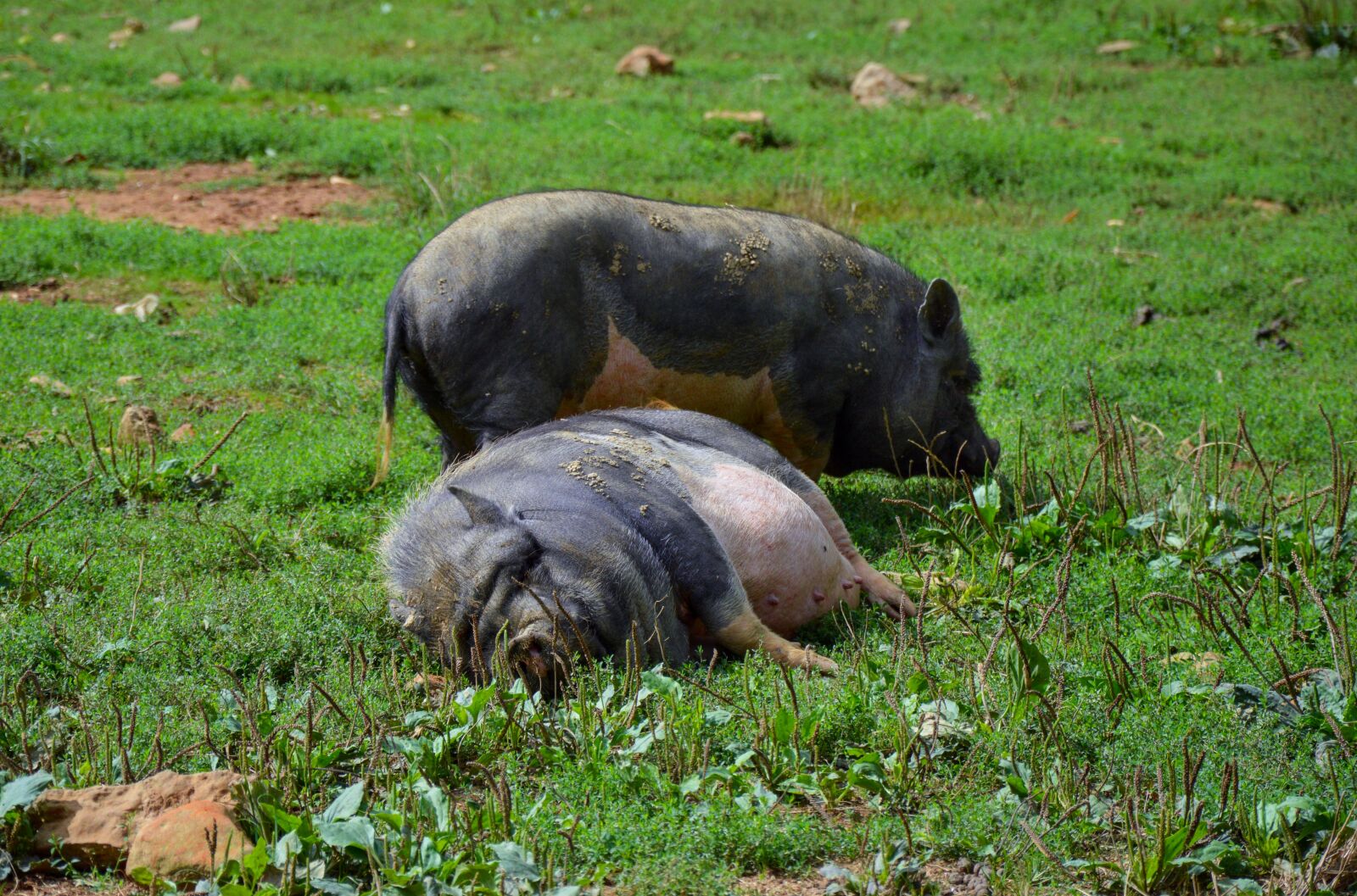 Nikon D3200 sample photo. Pigs, huge, rest photography