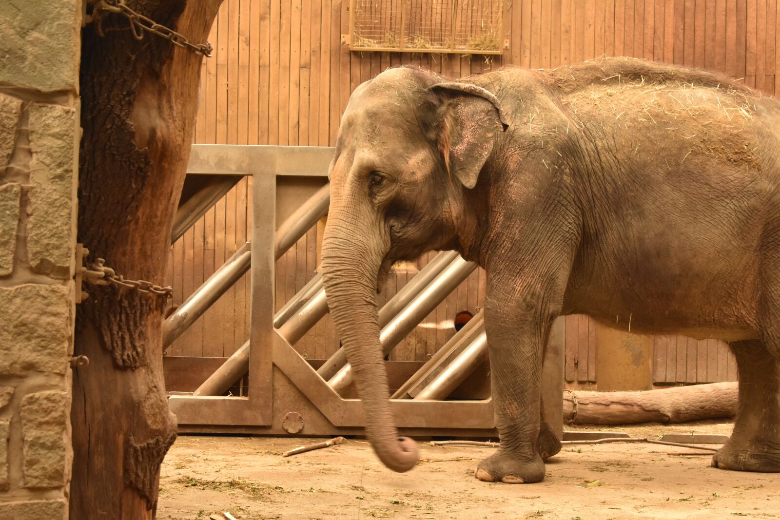 Nikon D3400 sample photo. Elephant, africa, safari photography