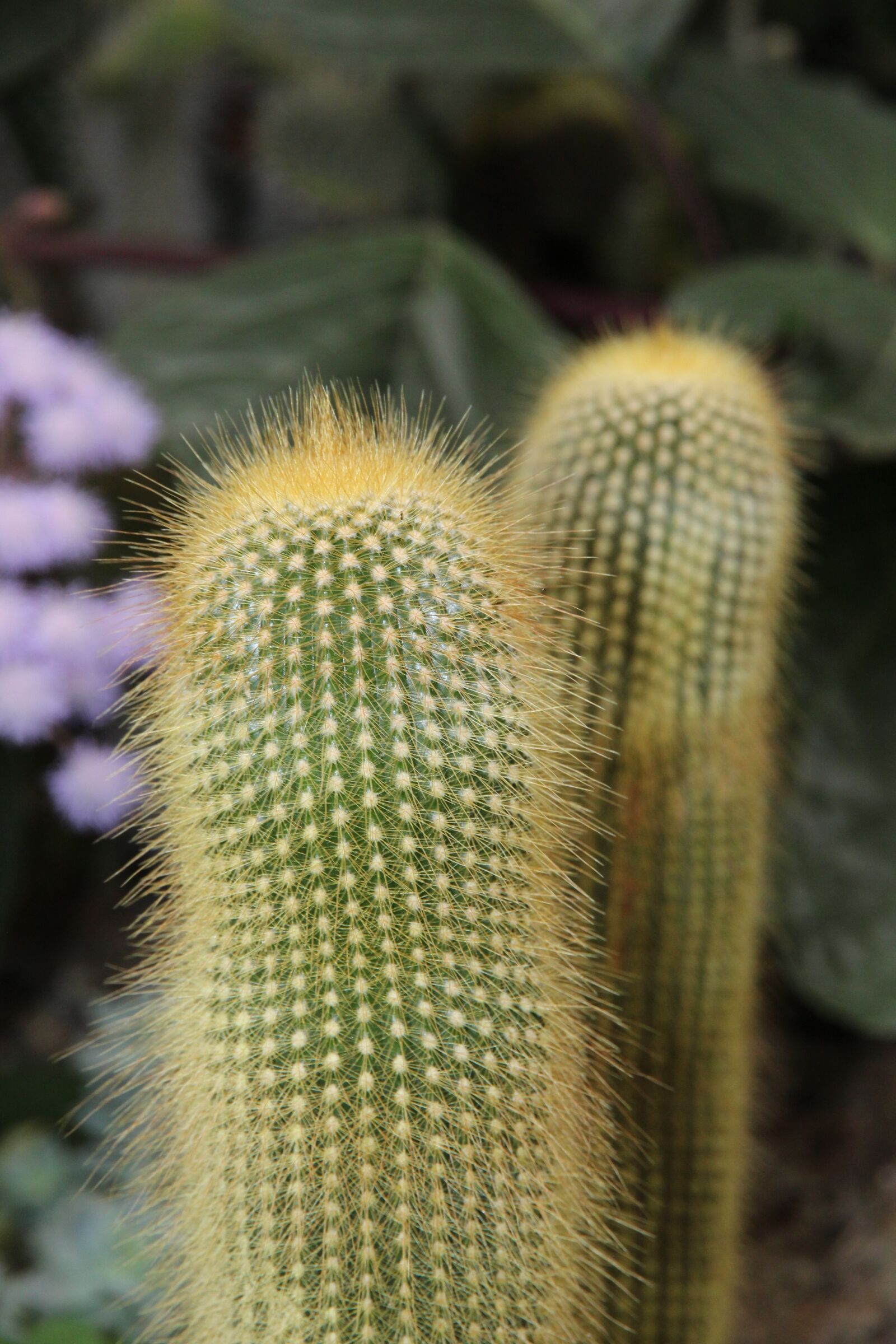 Canon EOS 650D (EOS Rebel T4i / EOS Kiss X6i) sample photo. Cactus, thorn, scratchy photography